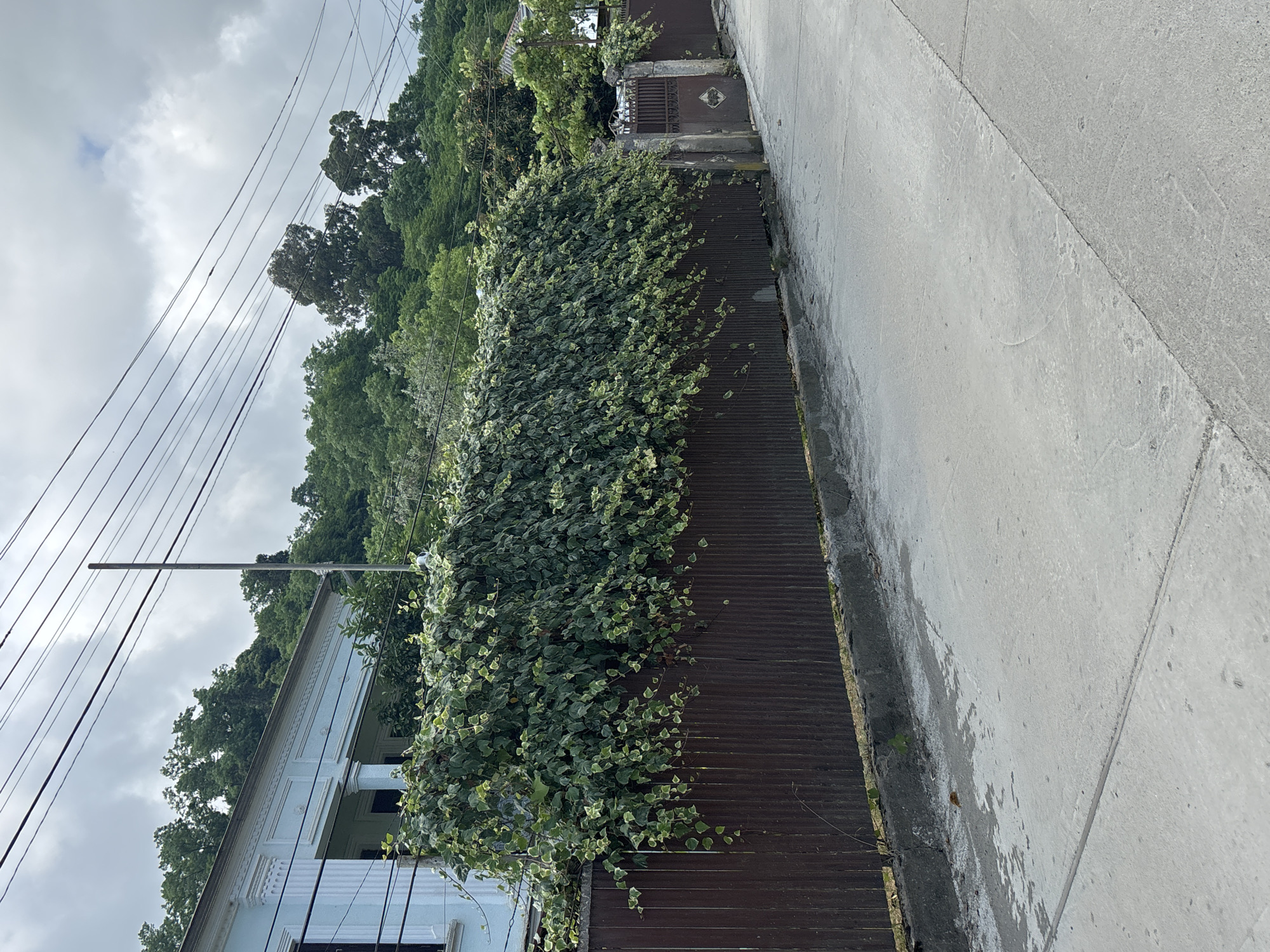 Street-level tour of a worn, vegetation-heavy residential neighborhood