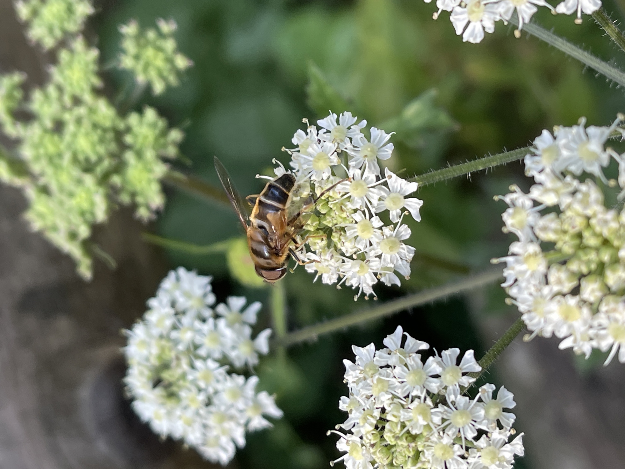 Late July hedgerow buzzing with insects, berries, and ripe fruit