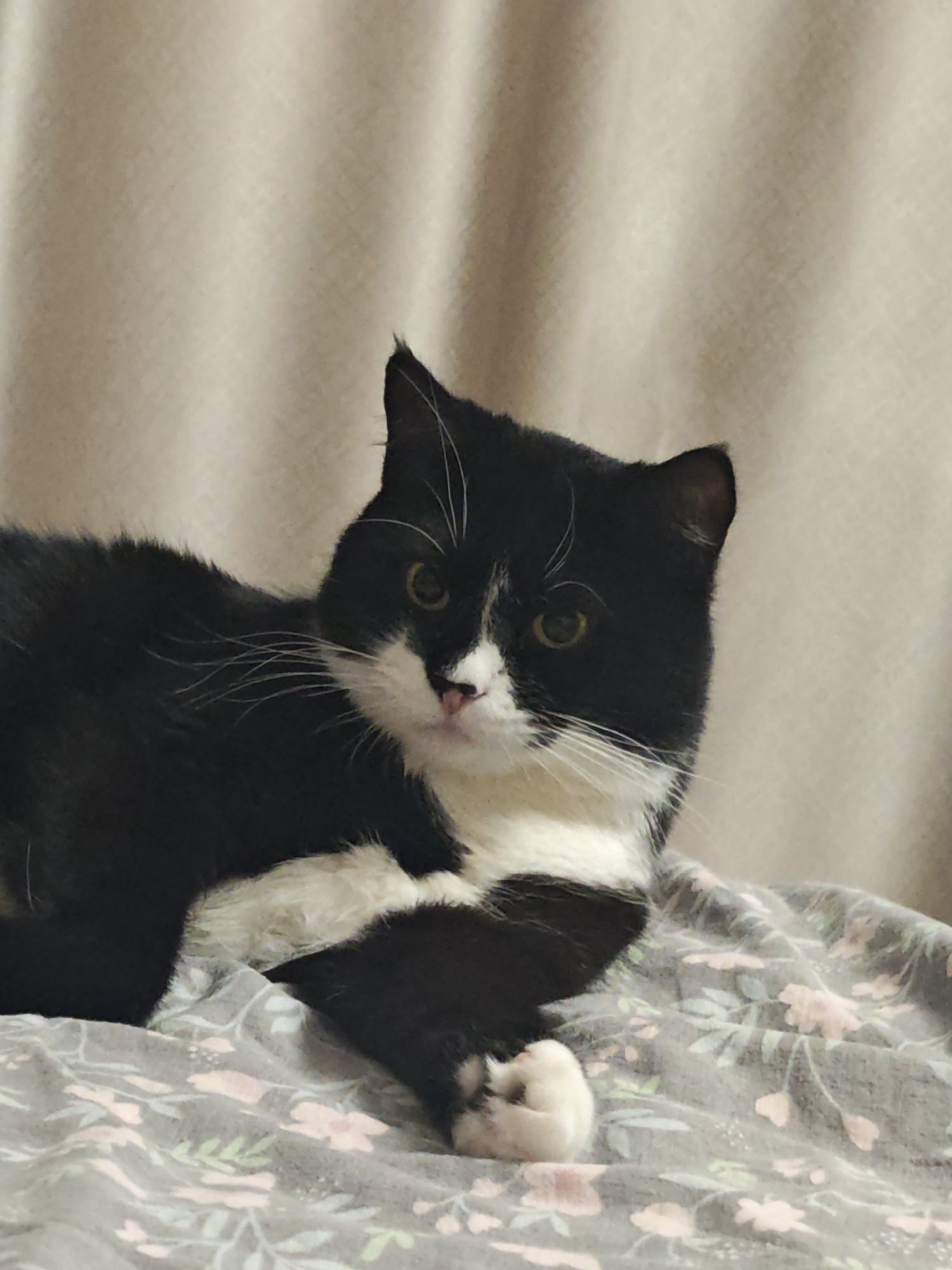 Black and white cat relaxing at home, every mood covered