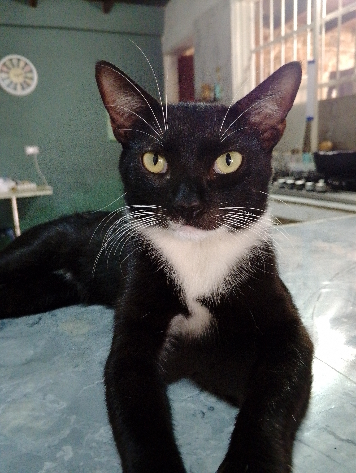 Multiple cats spotted in San Carlos neighborhood