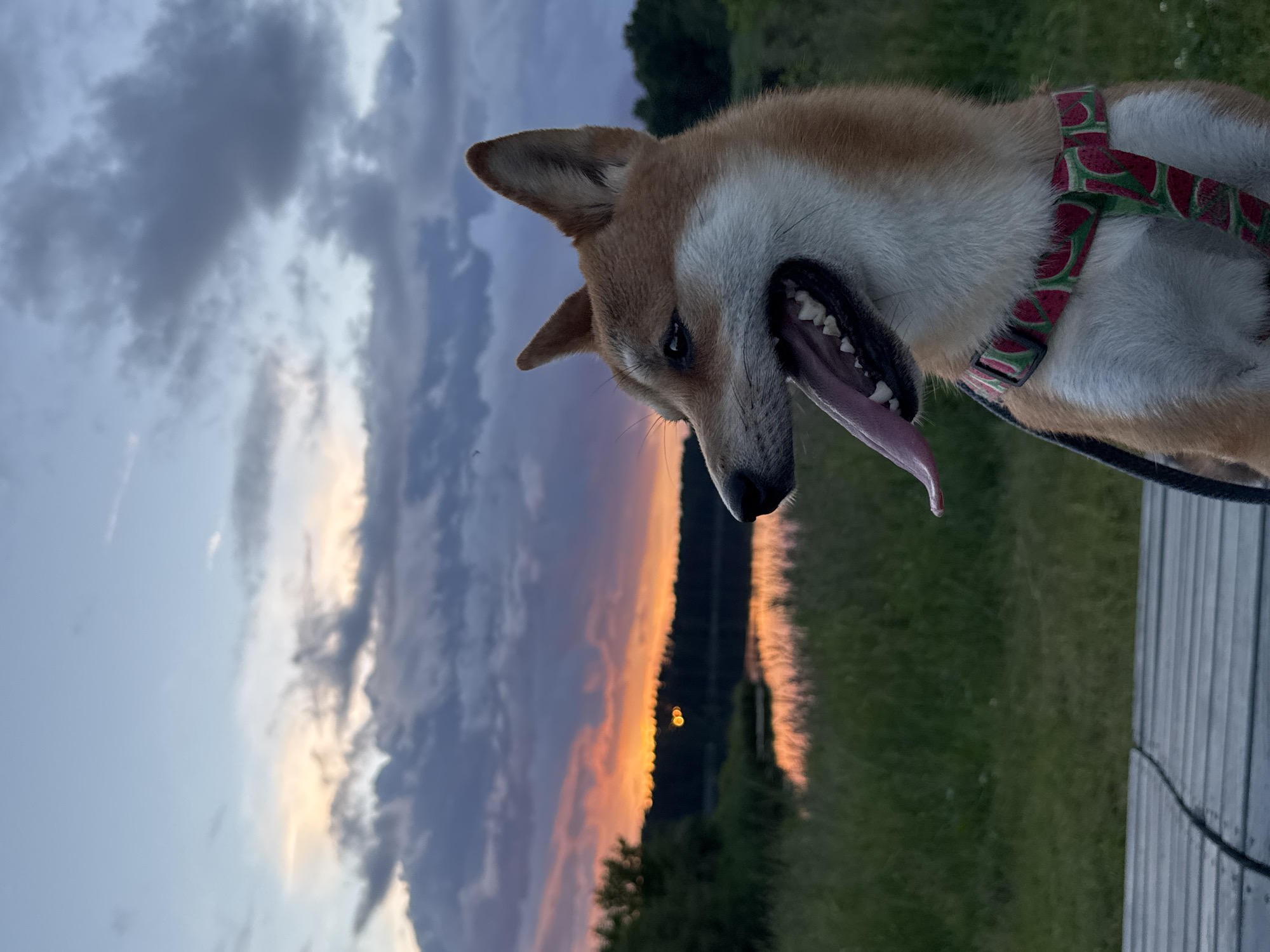 Shiba Inu and a vivid Gauja River sunset in Carnikava