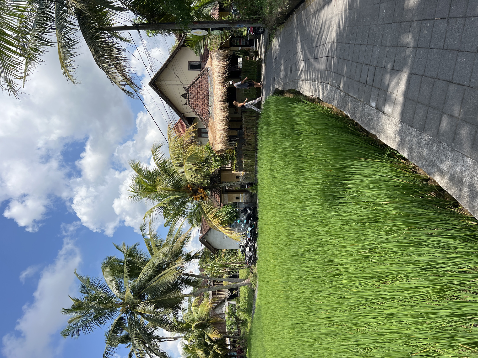 Morning scenes captured around Ubud rice paddies