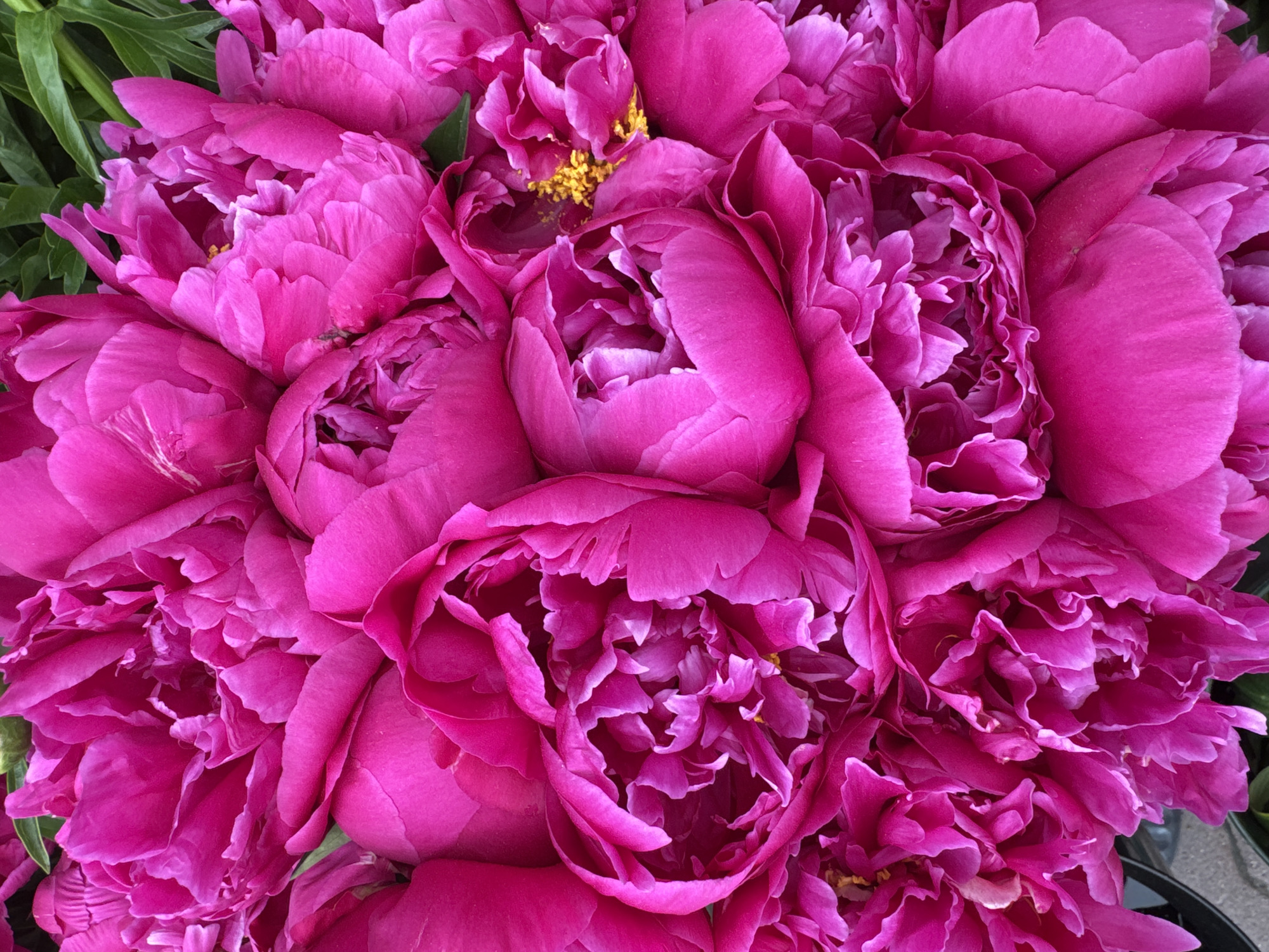 Pink peony bouquet photographed in Sofia, Bulgaria