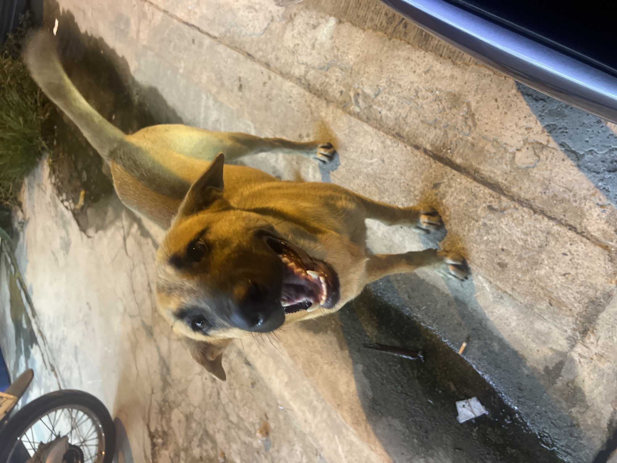 A laid-back day around a Thai neighborhood — food, plants, and pets