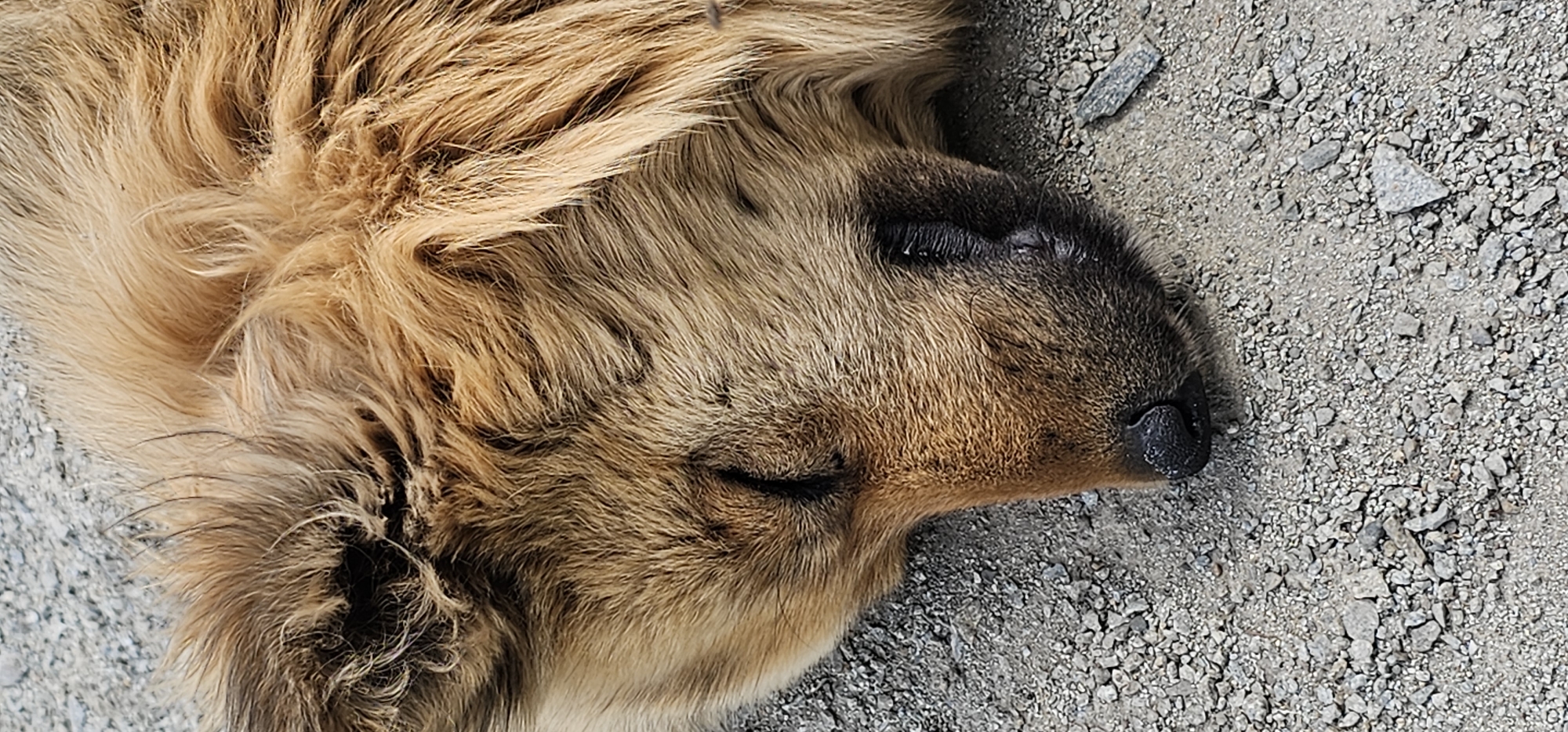 Deceased dog and rocky ground in remote Russia