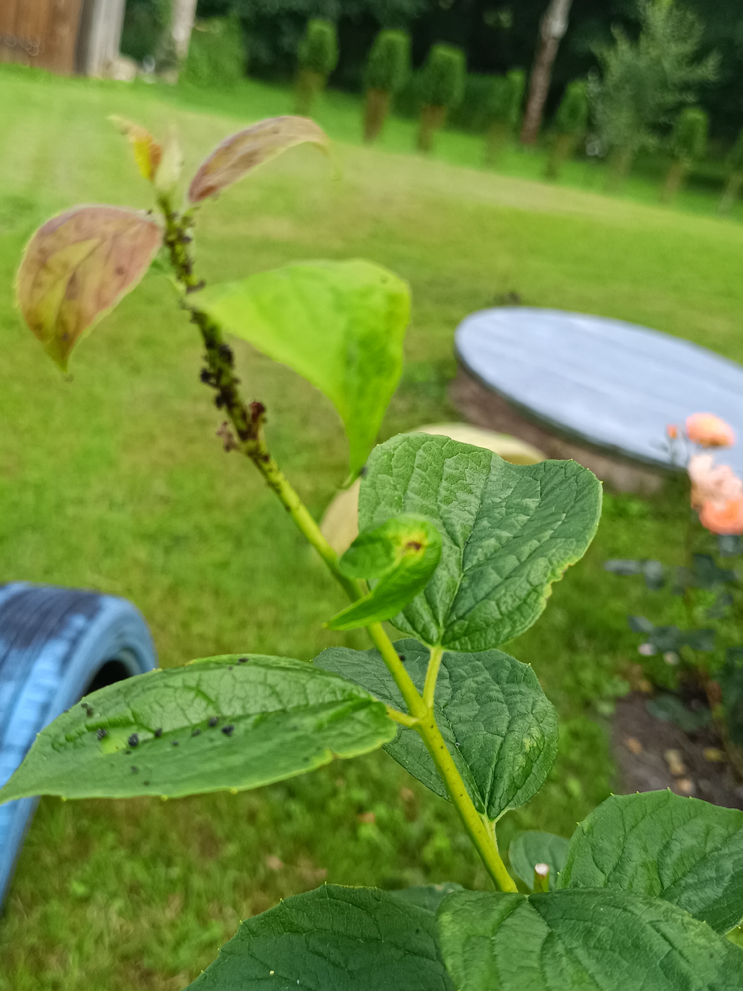 Aphids on garden plants, bare feet on a floral sandal