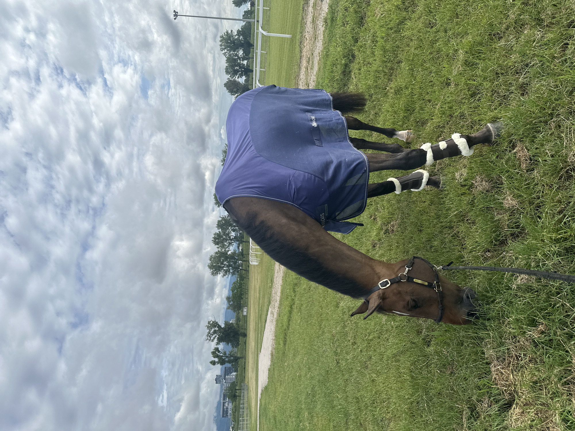 Horse grazes at Zagreb equestrian arena early morning