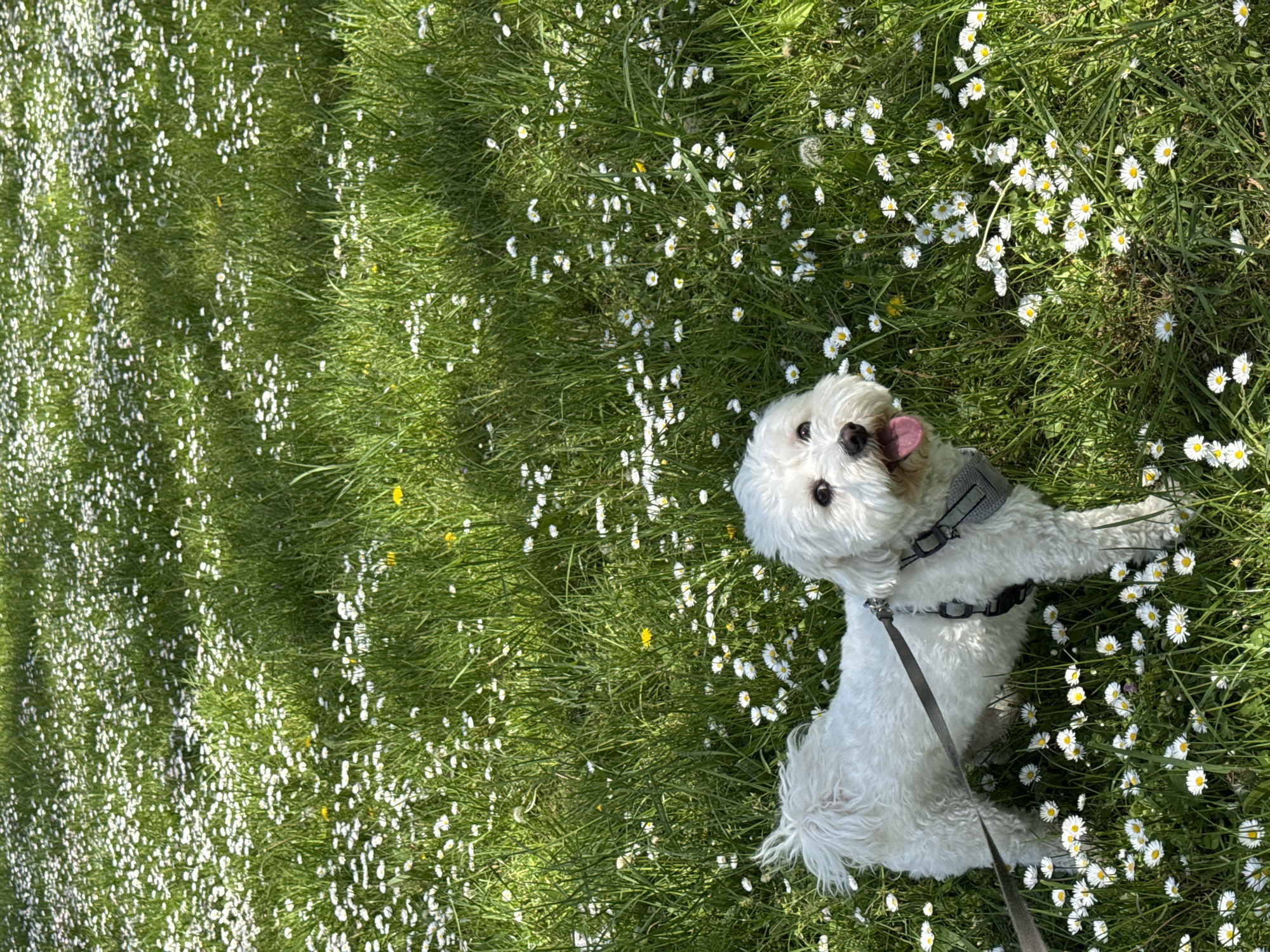 Small dog rests in daisy field in Varna