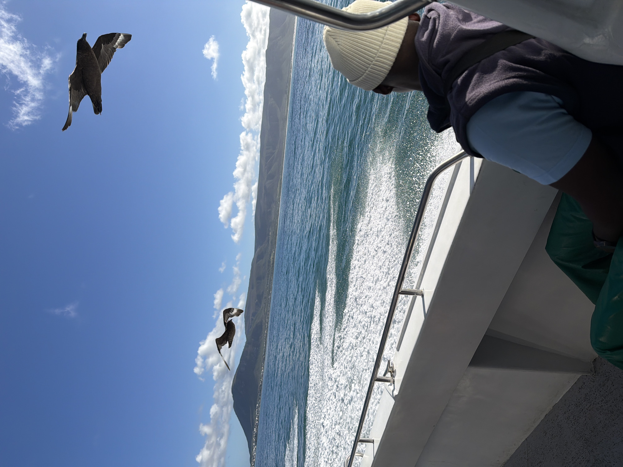 Seabird spotted during marine observation off Franskraal coast