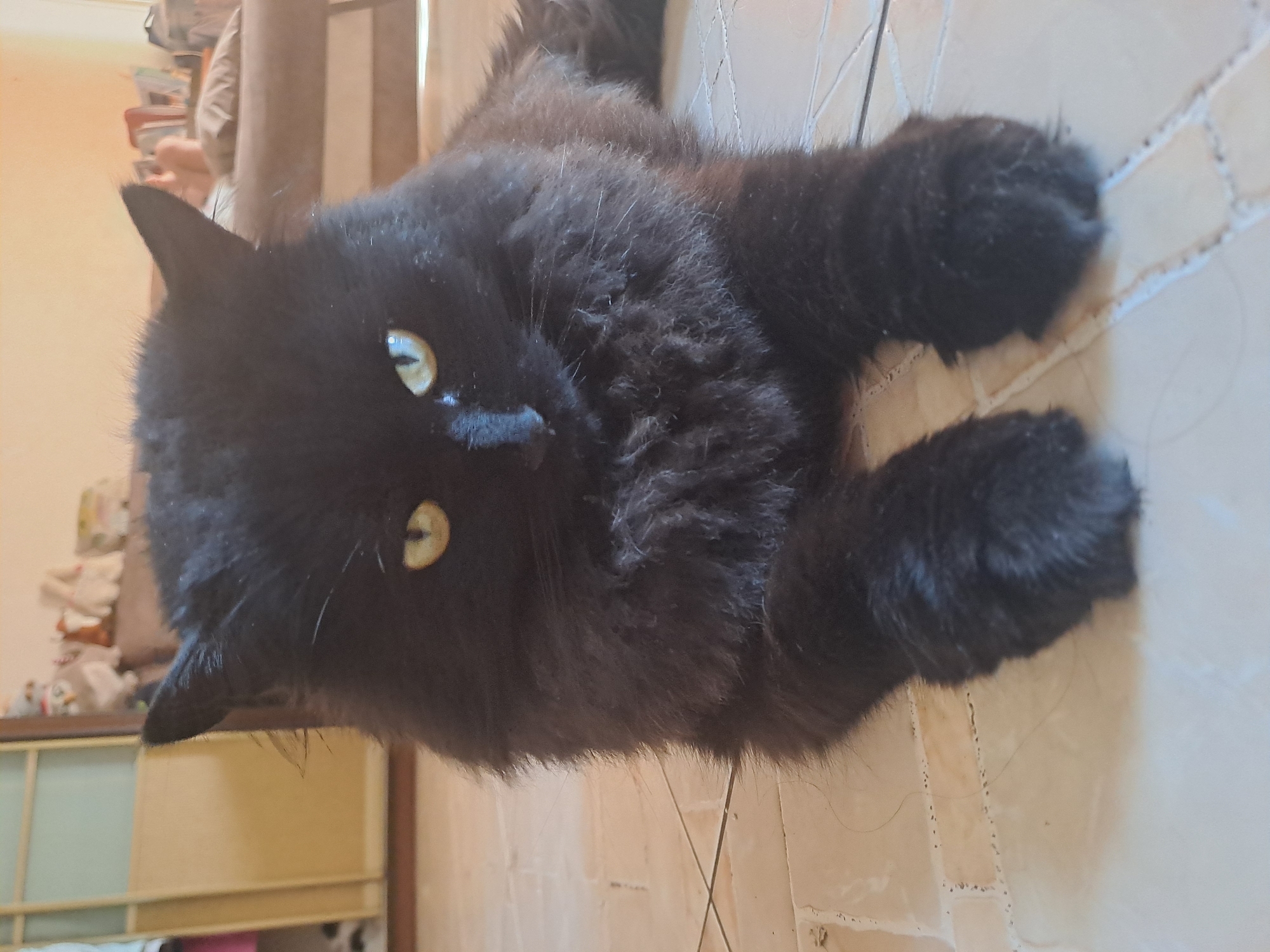 Fluffy black cat plays and relaxes on a tiled floor in Chișinău