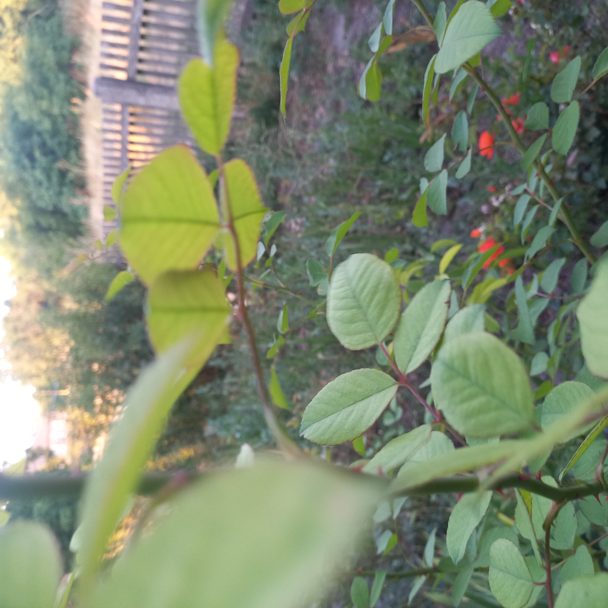 Summer afternoon in a Klyntsi backyard — gardens, chickens, and roses