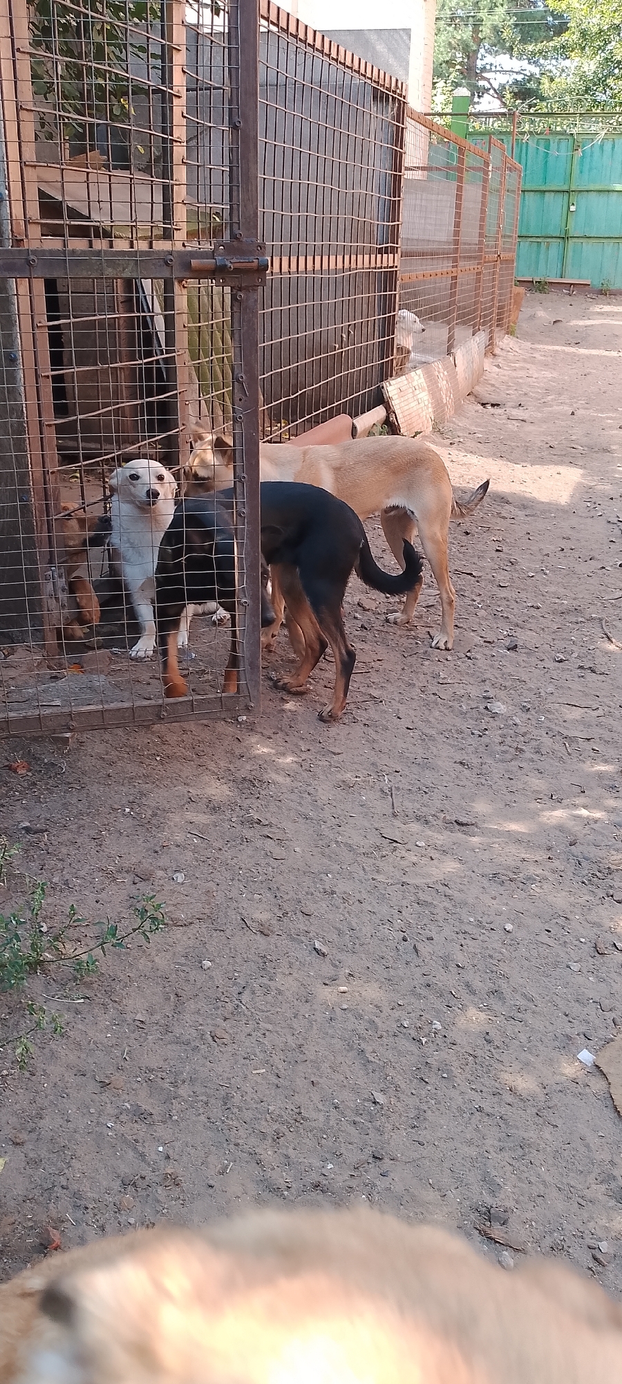 Inside a Belgorod animal shelter on a summer morning