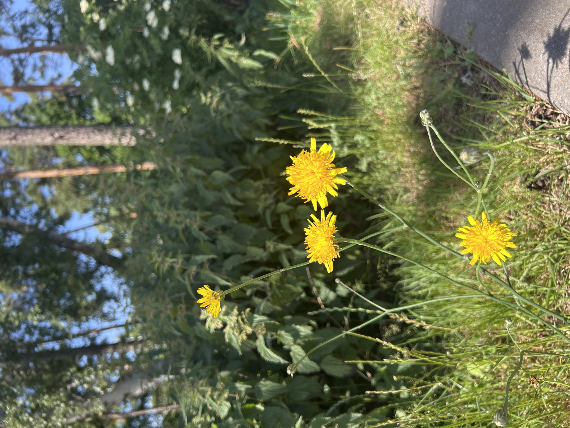 Summer morning in Helsingborg — streets, greenery, and rotisserie chickens