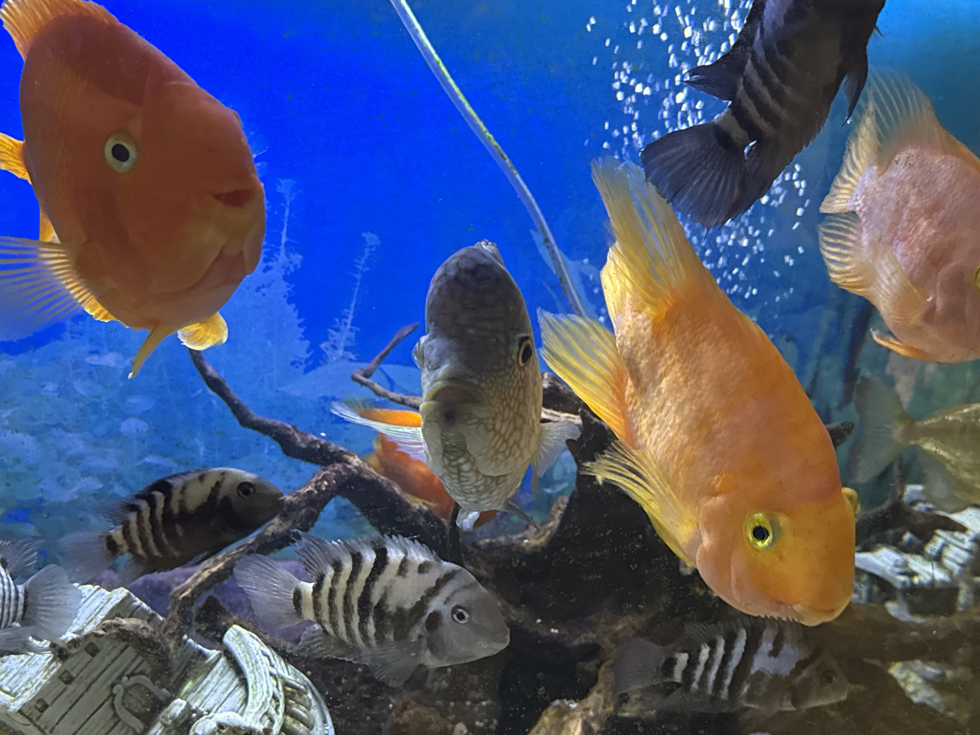 Freshwater aquarium and home scenes from a Sochi apartment
