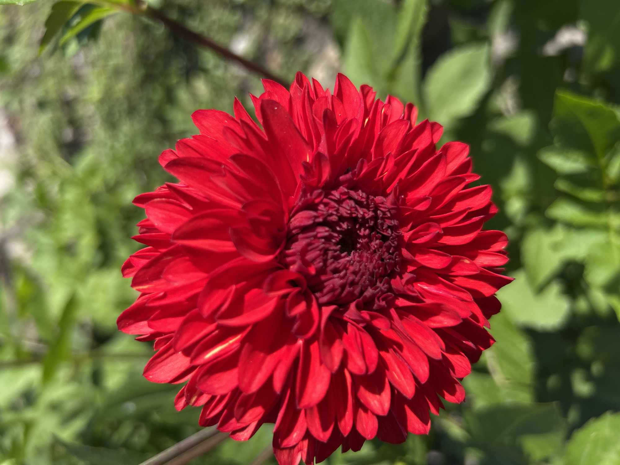 Summer garden in Labinsk — flowers, spiders, and crops up close