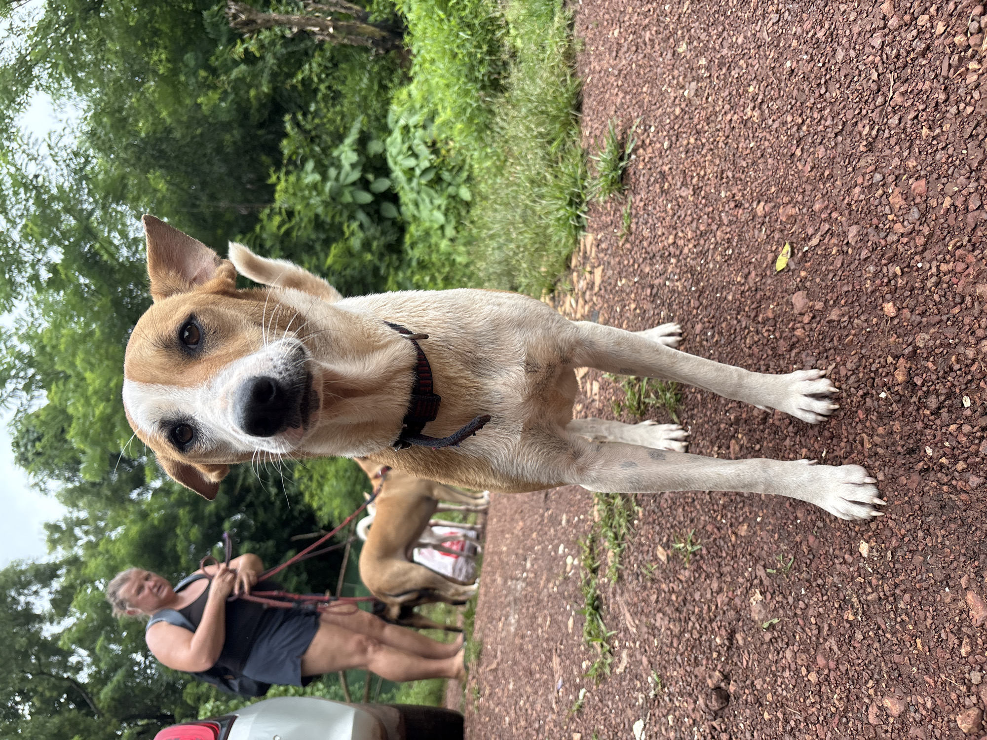 Dogs and puppies in Goa, one wearing a 'SKATRS' collar