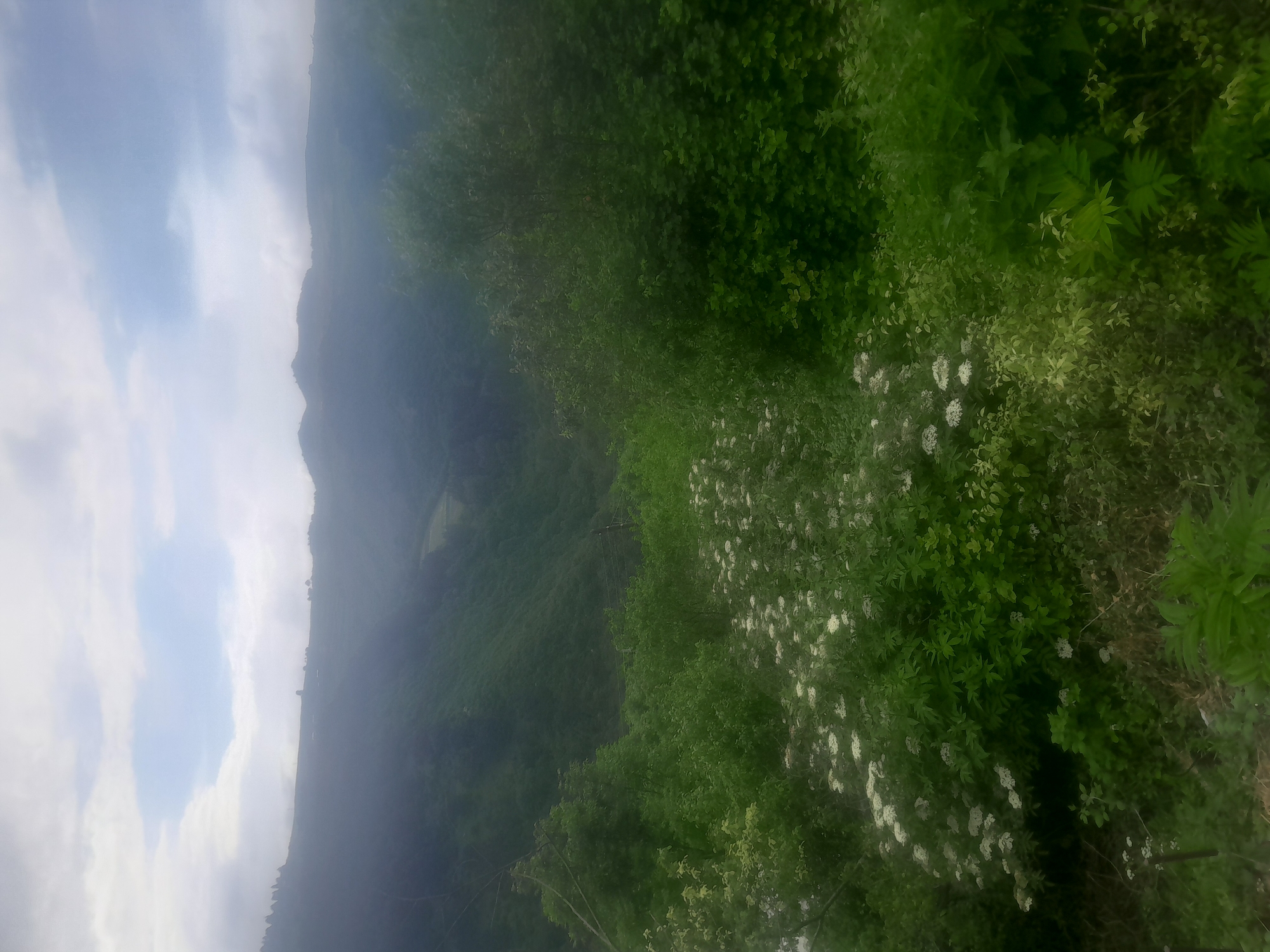 Overcast skies over rolling hills with white wildflowers observed