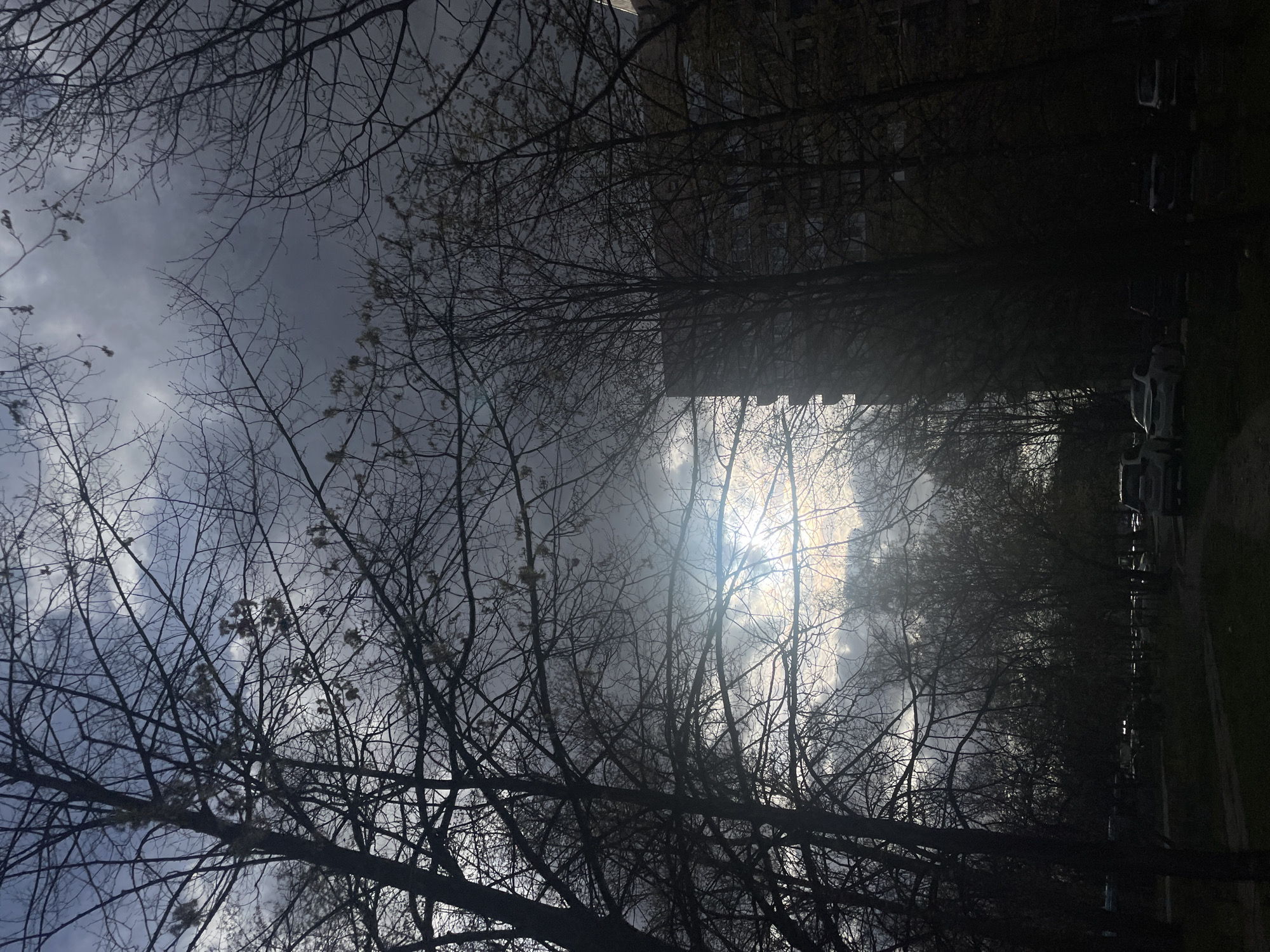 Bare tree canopy photographed against overcast Saint Petersburg sky