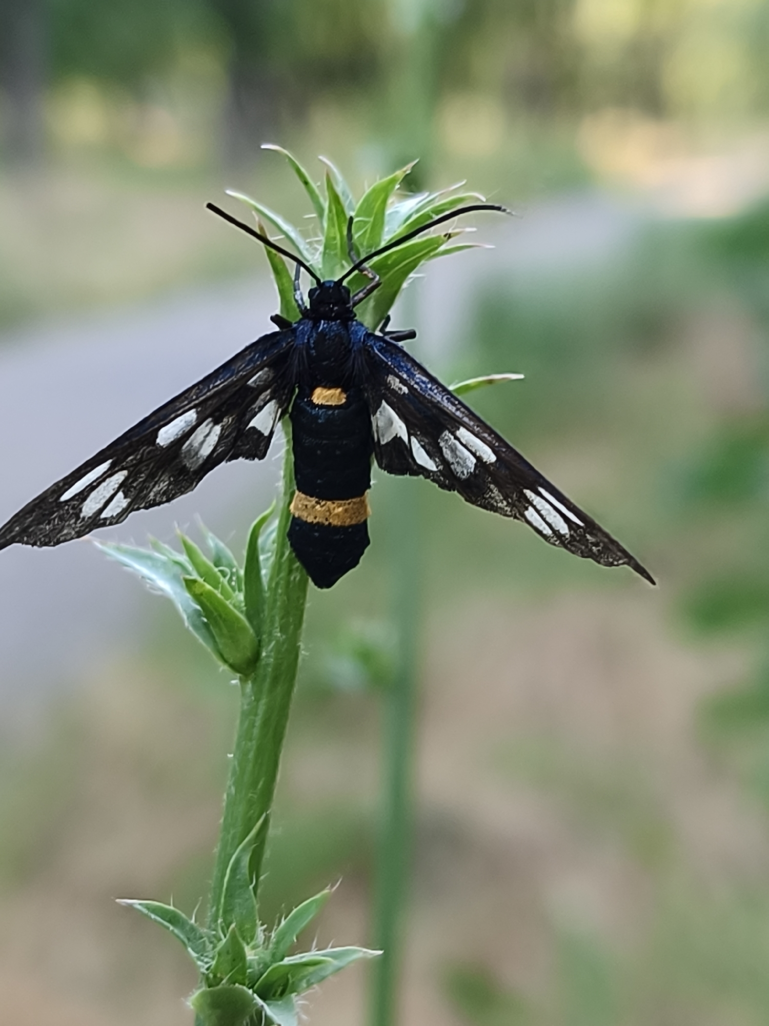 Macro nature photography in Kryvyi Rih: insects, wildflowers, and summer woodland