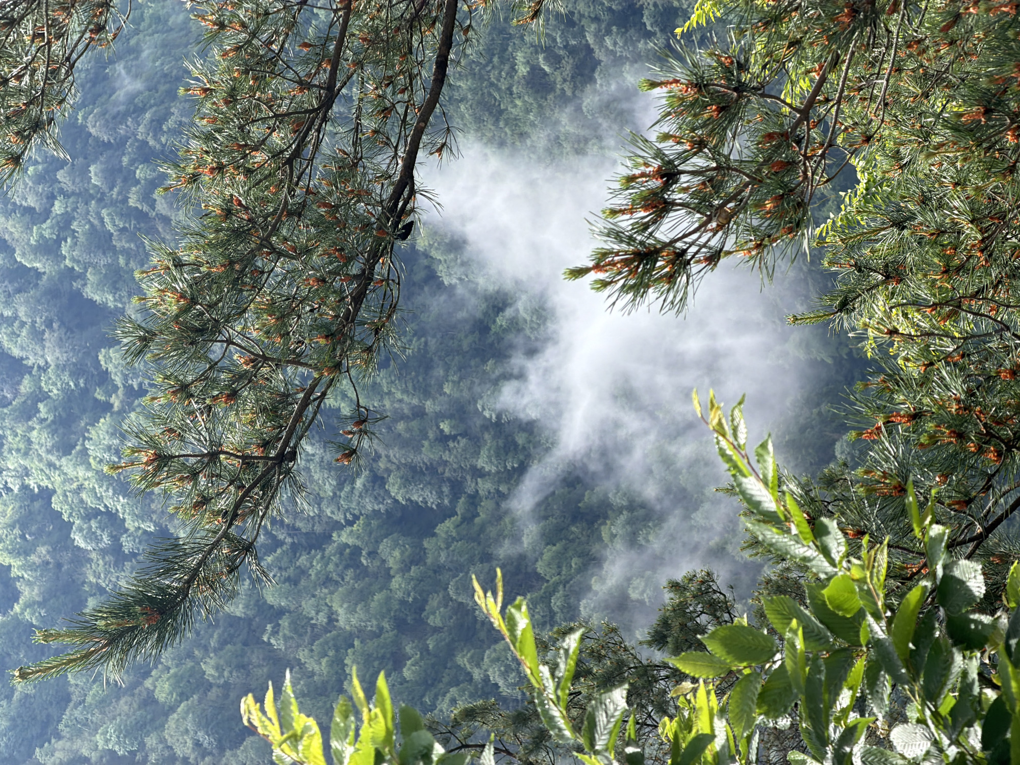 Morning mist blankets Georgian mountain forest near Potskho-Etseri
