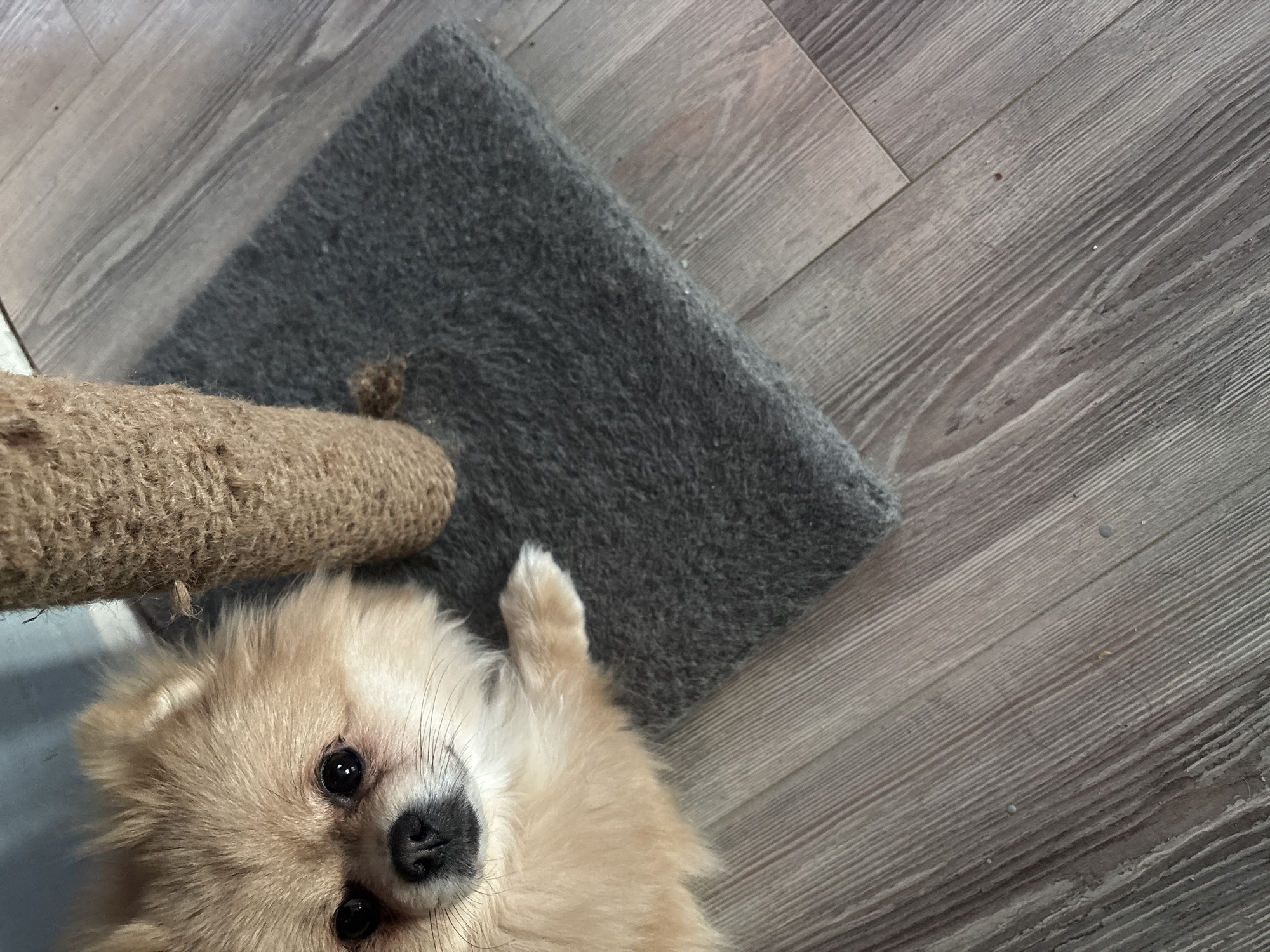 Pet photos captured in Natukhayevskaya show Pomeranian and tabby cat