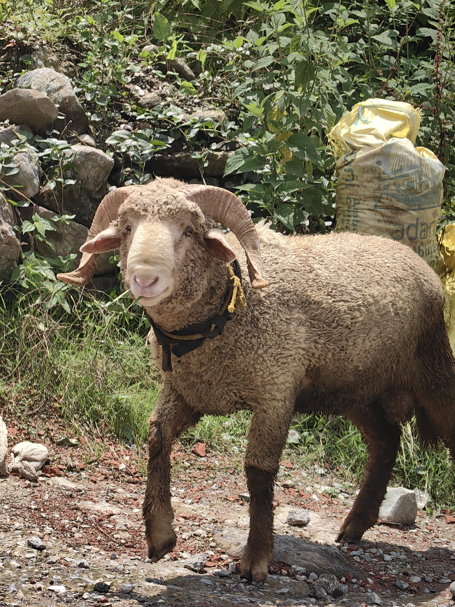 Ram grazes roadside as traffic moves through mountain Manali