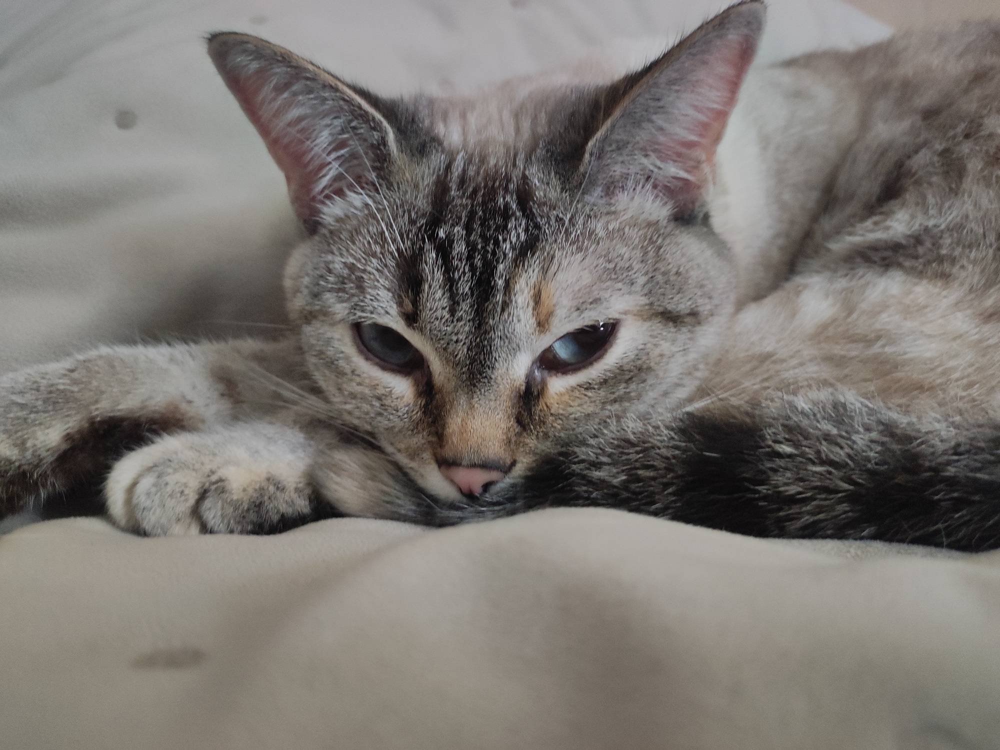 Lynx-point Siamese cat resting and grooming at home