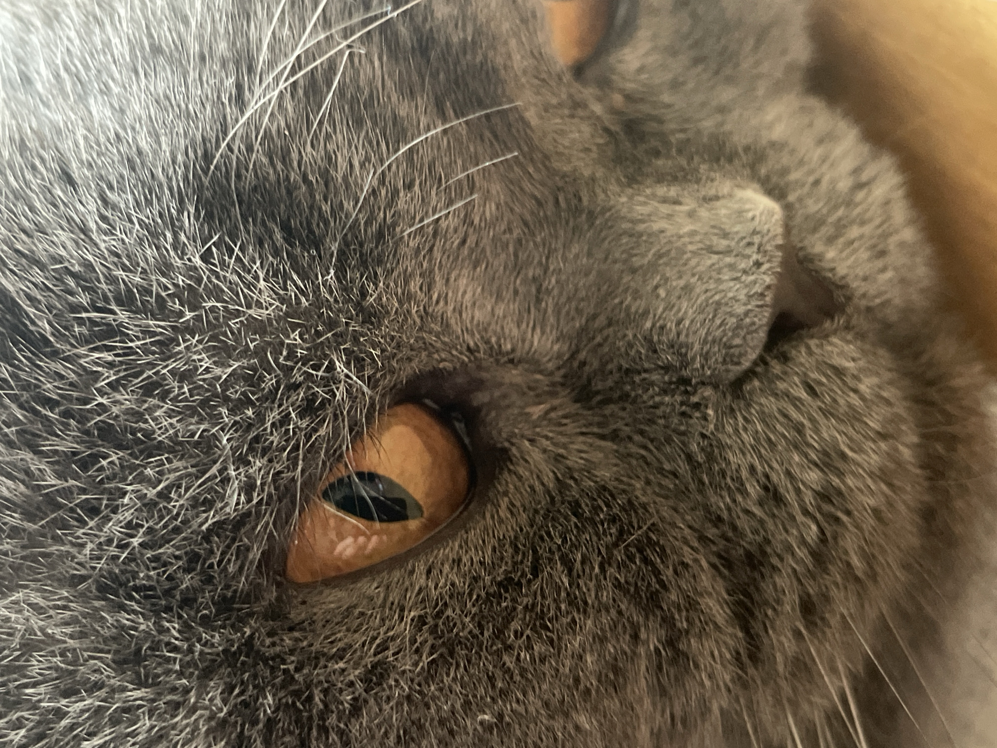 Gray cat and urban sunset captured in evening observations