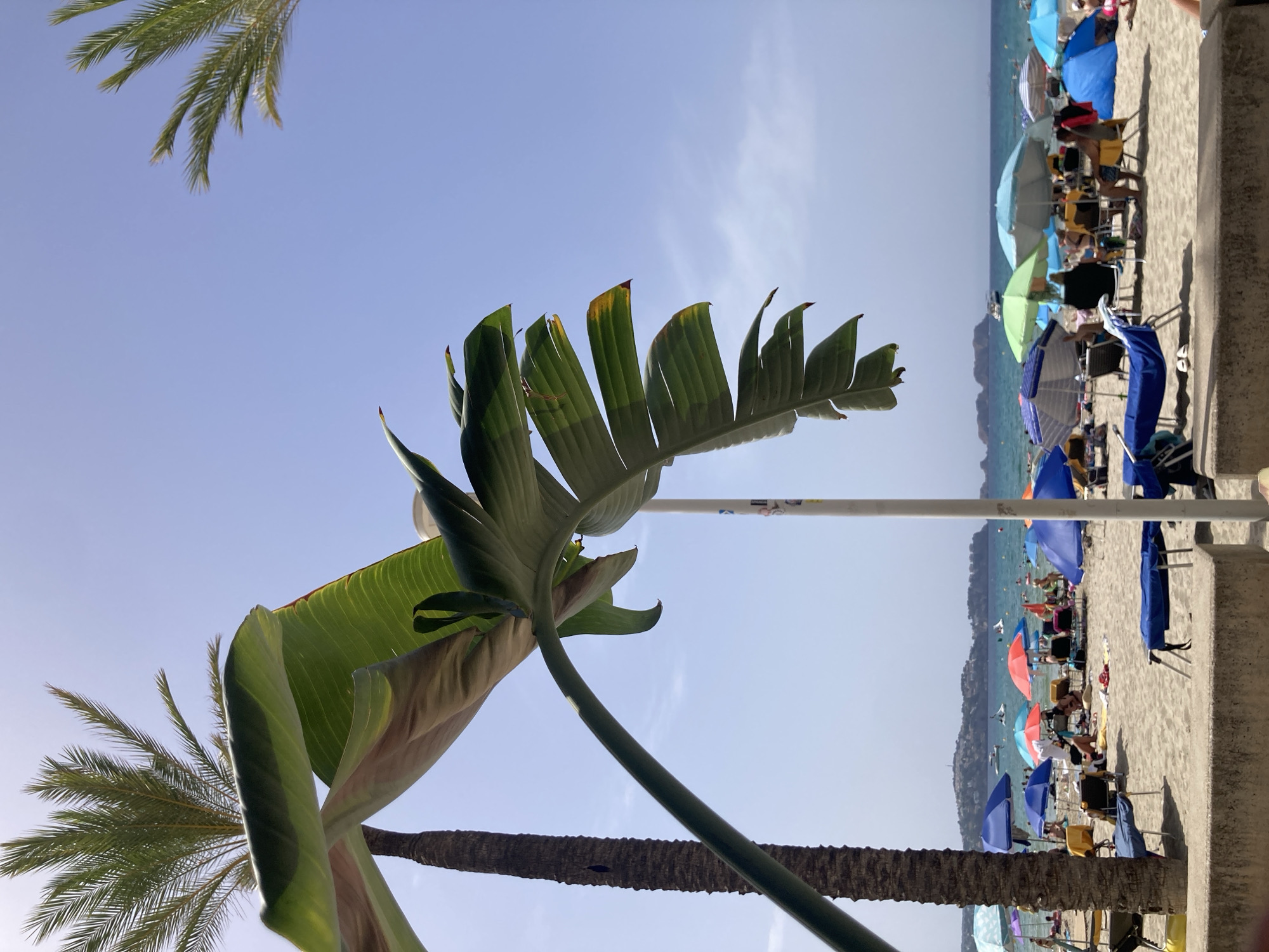 Peguera beach crowd framed through a seaside venue's decor