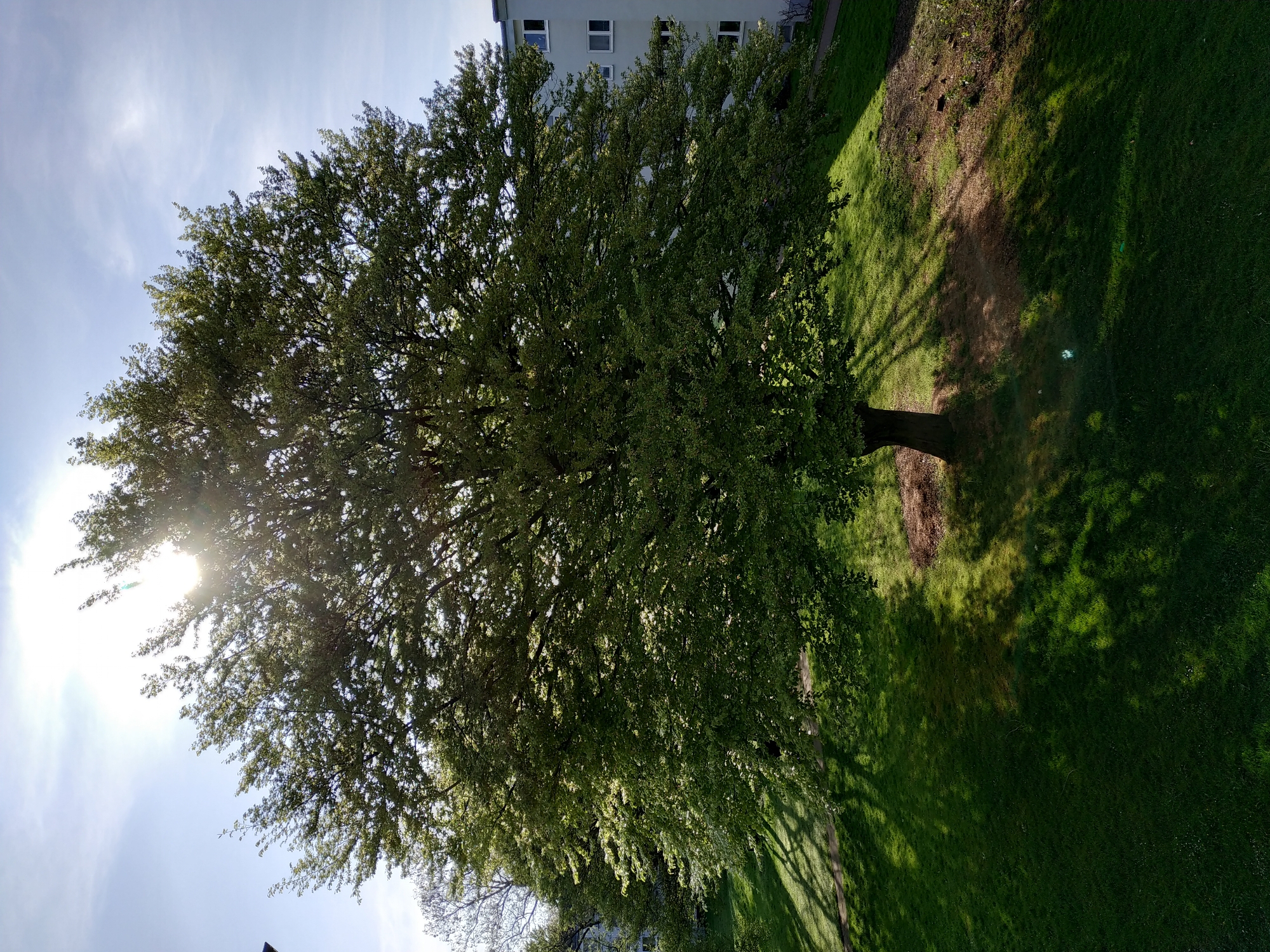 Sunny morning tree photograph captured by witness