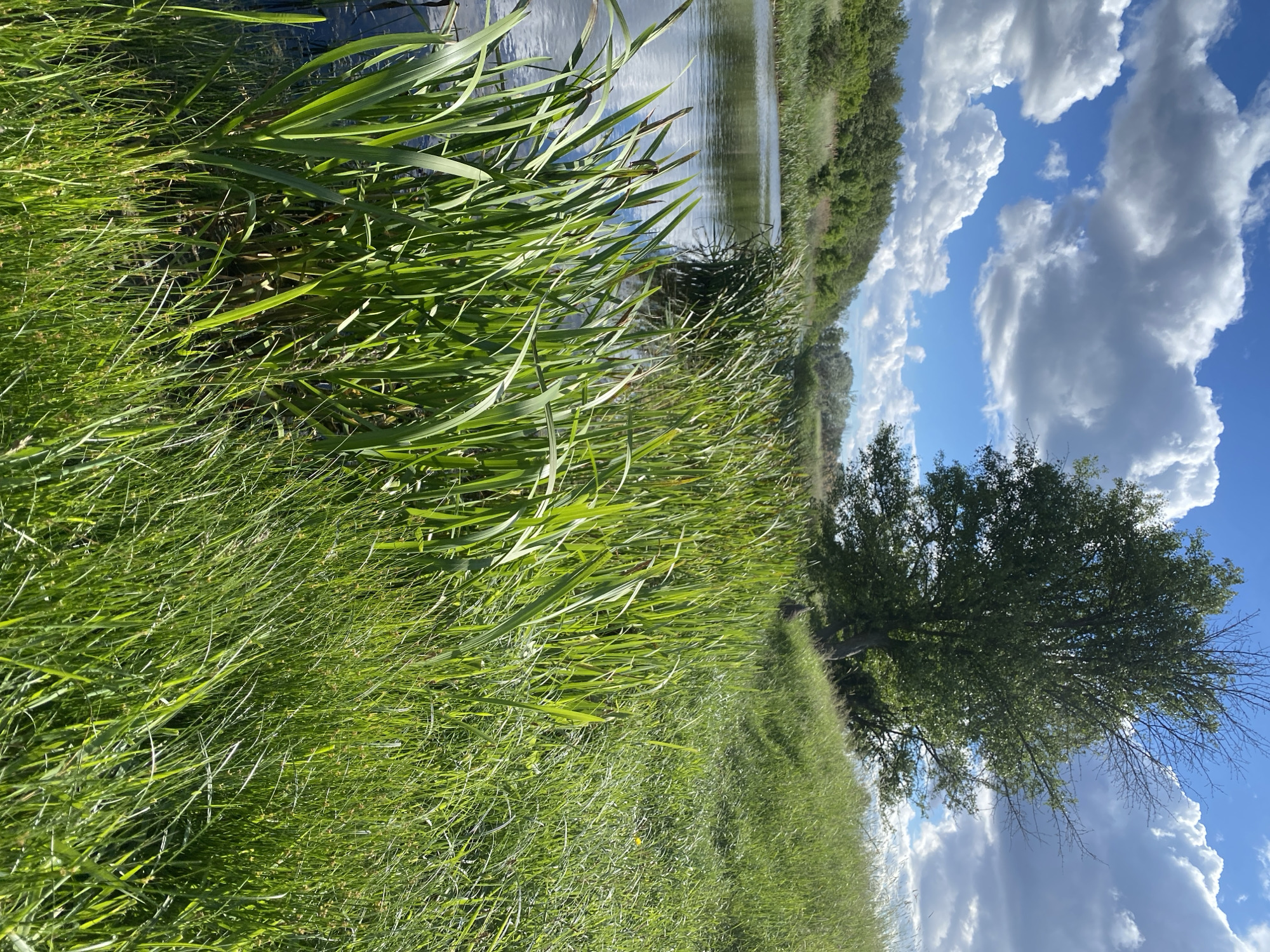 Peaceful waterway landscape documented in rural Ustyvytsia, Ukraine