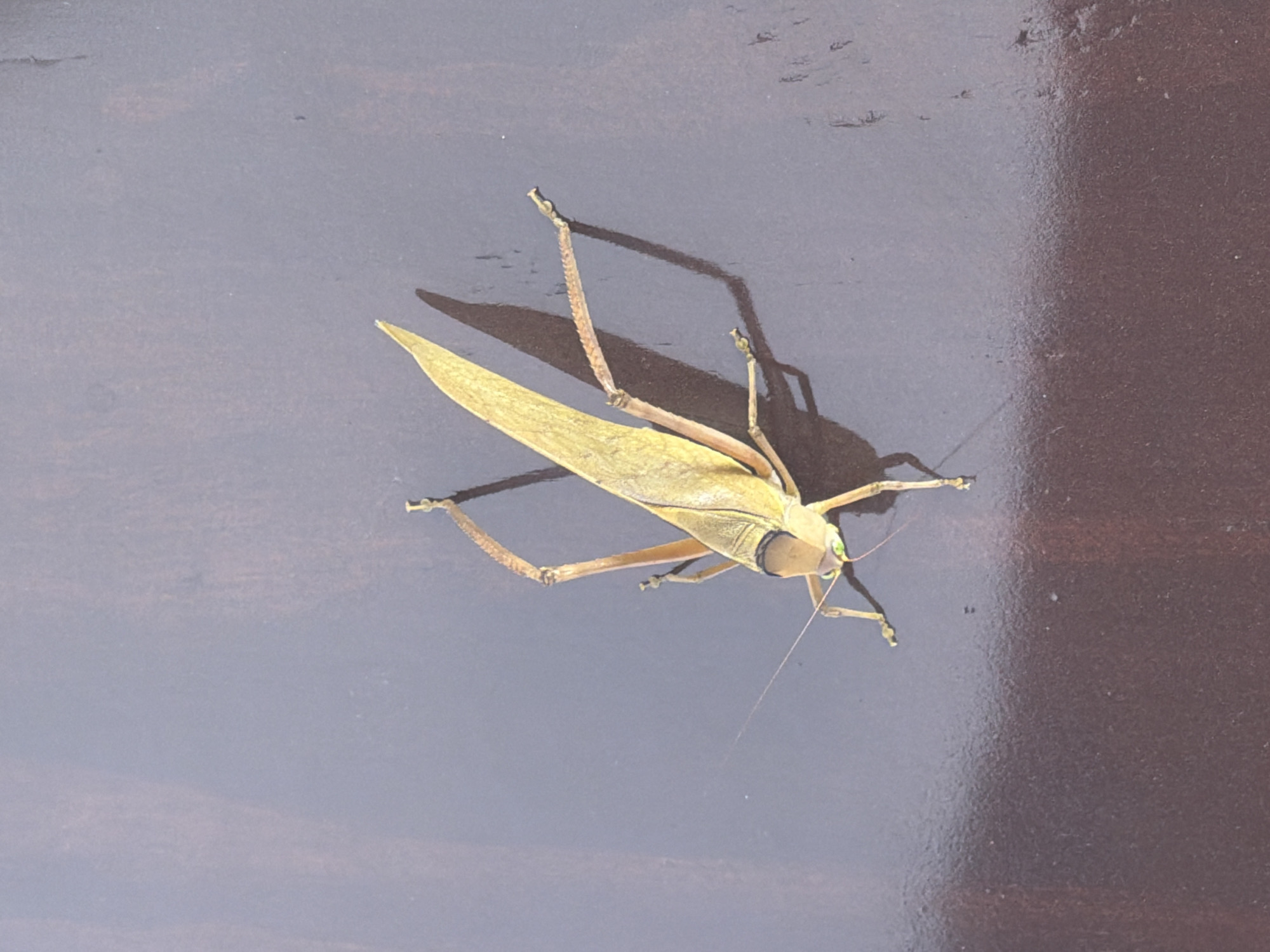 Spring evening nature observations capture katydid and flowering tree