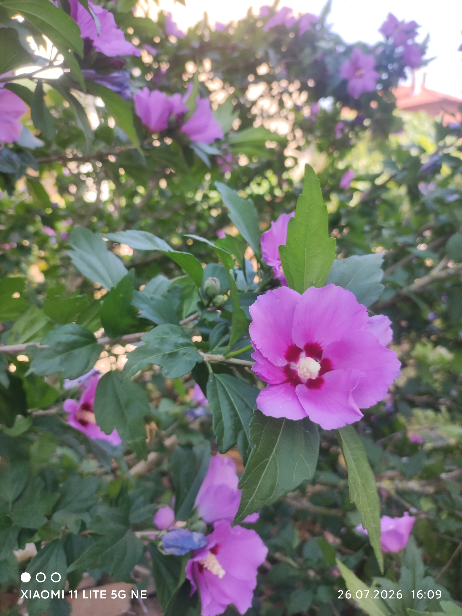 Garden flowers in full bloom, Elin Pelin, Bulgaria