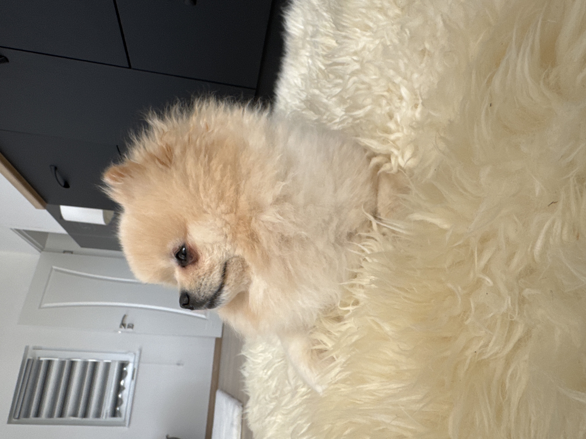 Pomeranian dog rests peacefully on rug in Bulgarian village
