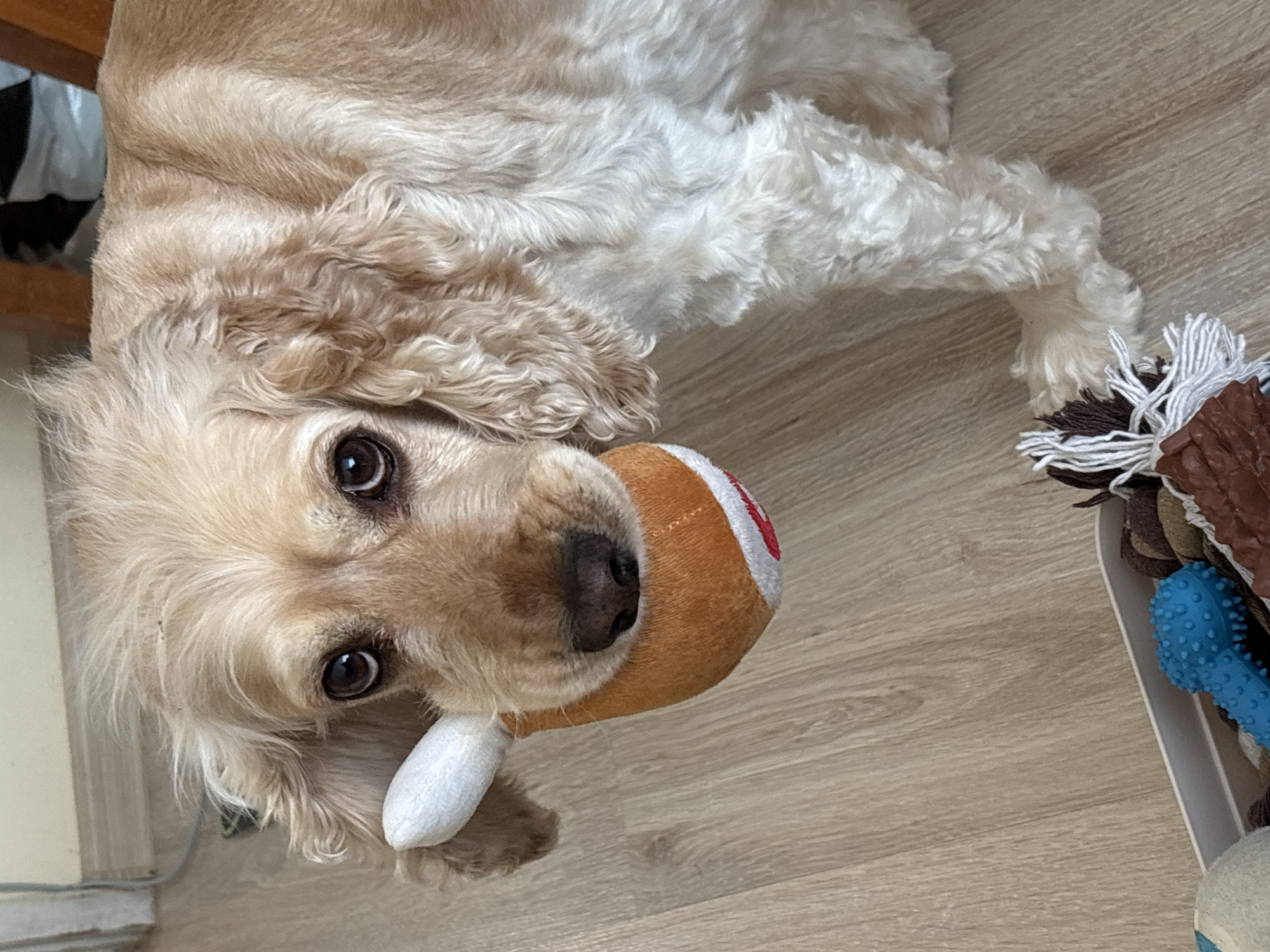 Cocker spaniel goes from toy time to nap in minutes