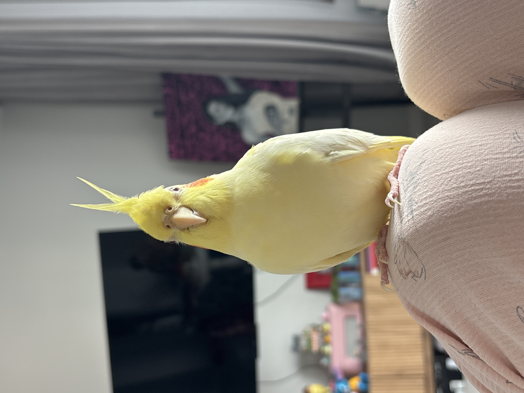 Pet cockatiel enjoys morning bonding time with owner in Krasnoyarsk