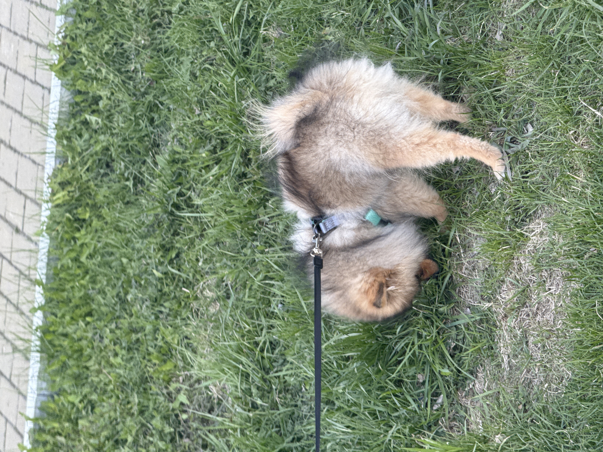 Child and Pomeranian enjoy quiet park time in Yekaterinburg