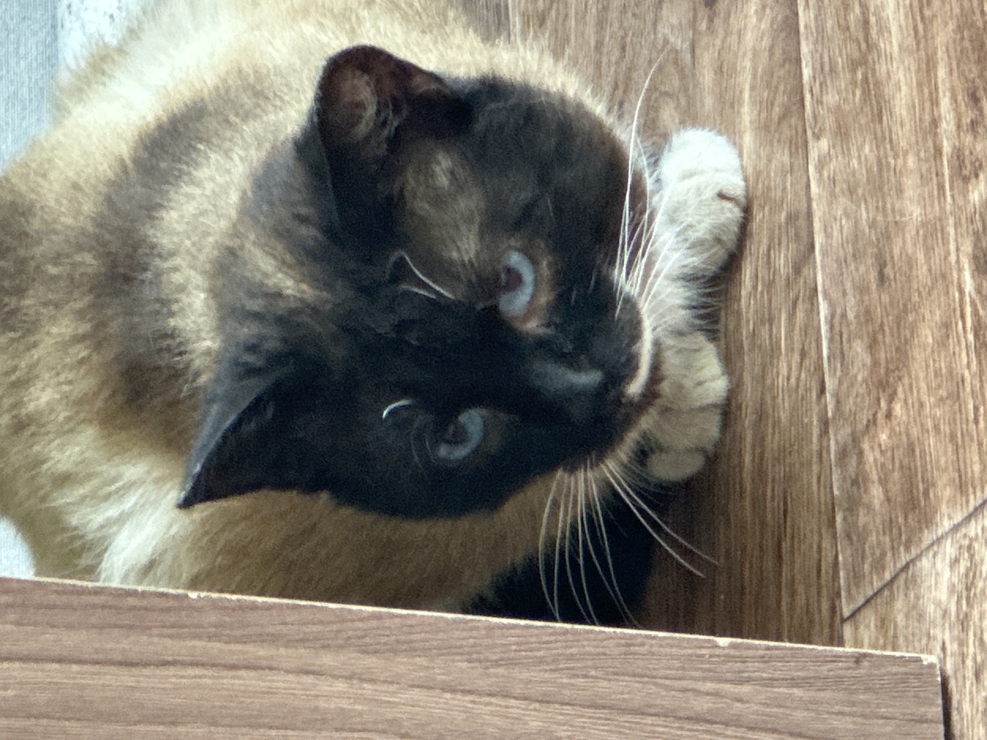 Siamese cat photographed resting on wooden surface in Russia