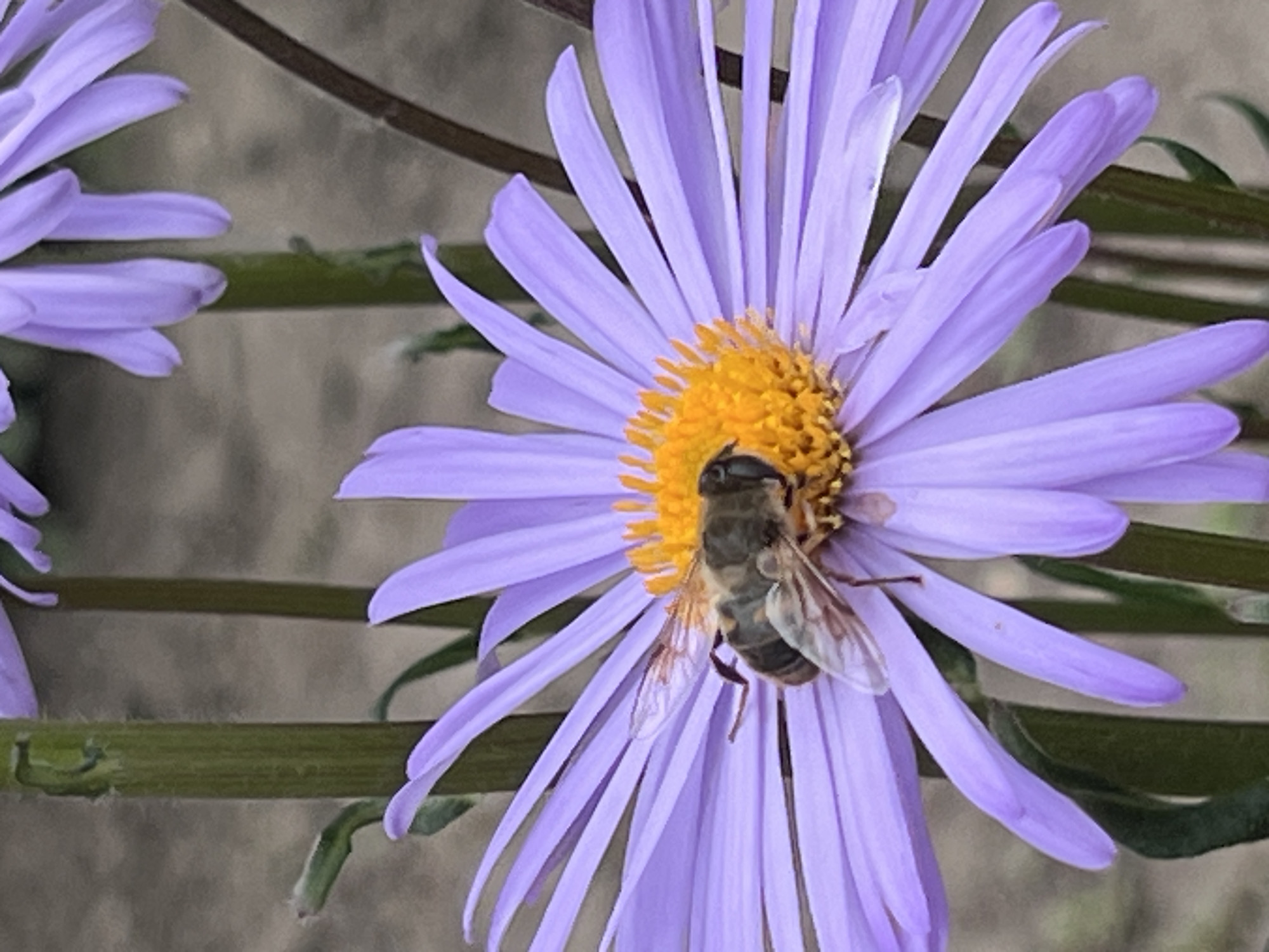 Garden pollinators and resting dogs on a June morning in Ilavche