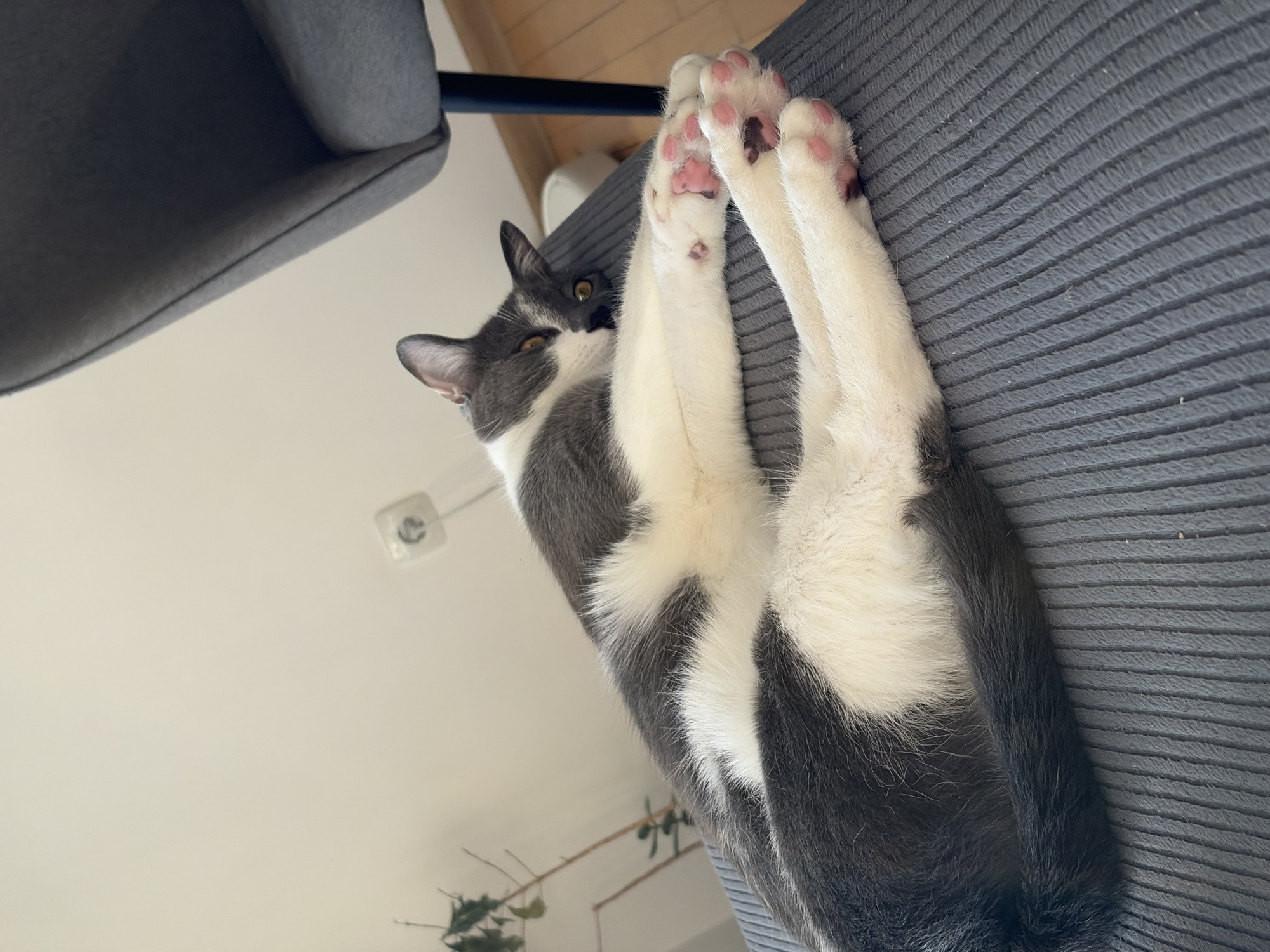 Cat rests on furniture in Sofia apartment
