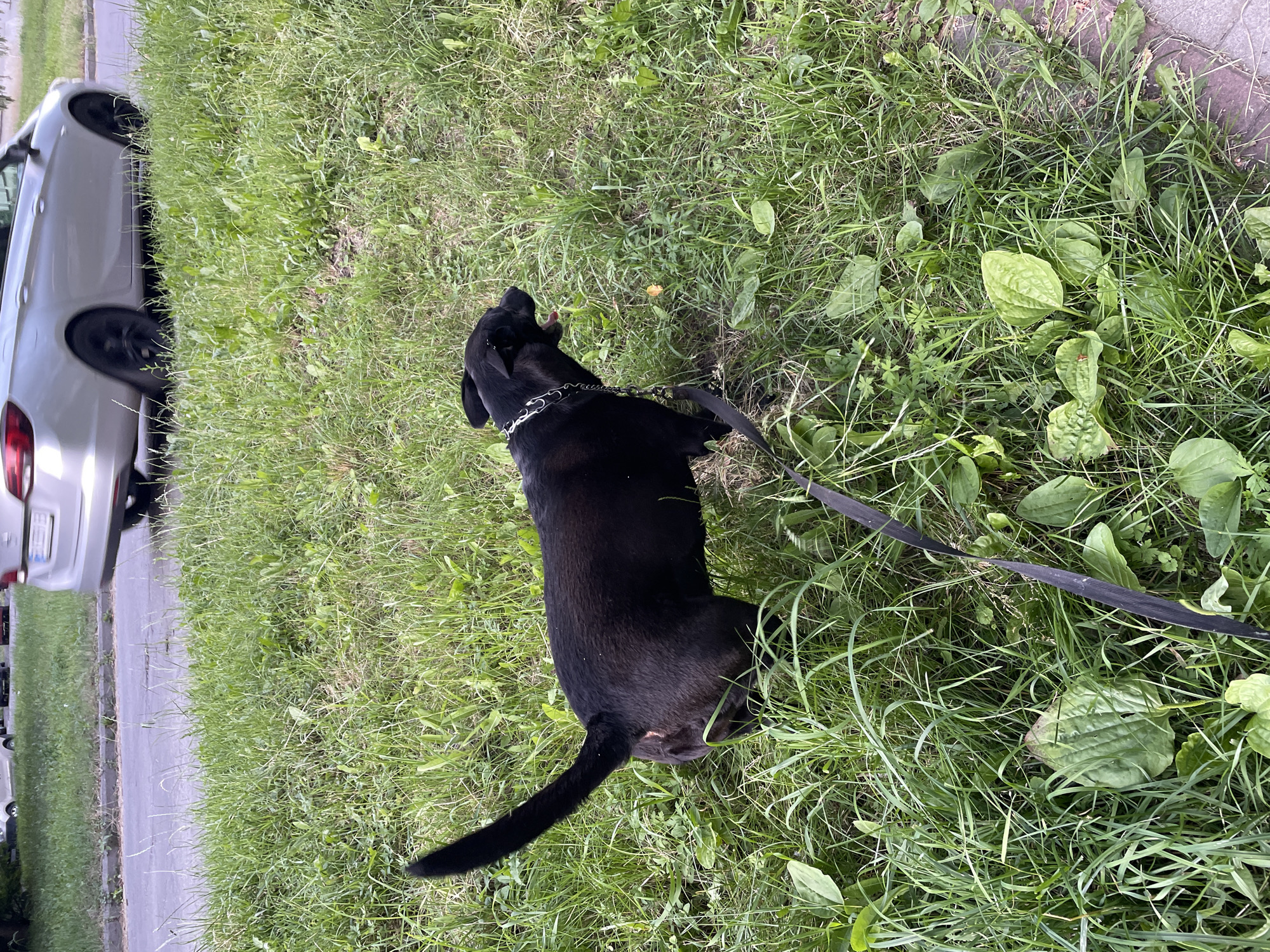 Dog walk through green streets of Khmelnytskyi on a summer afternoon