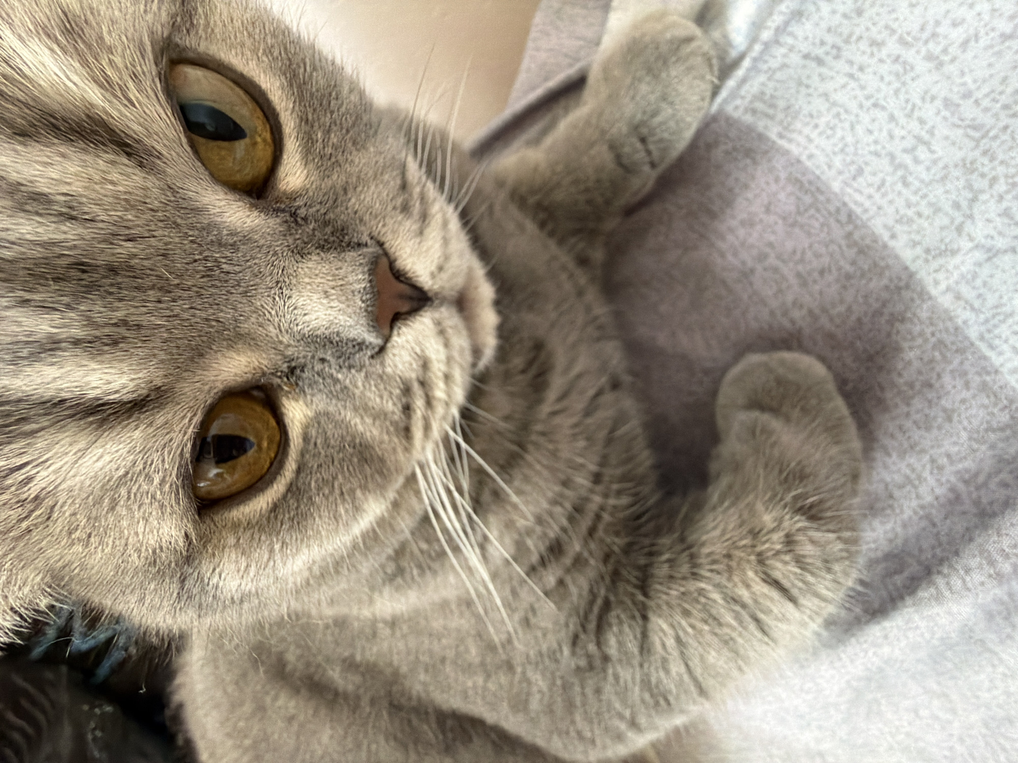 Grey cat photographed multiple times in Perm home