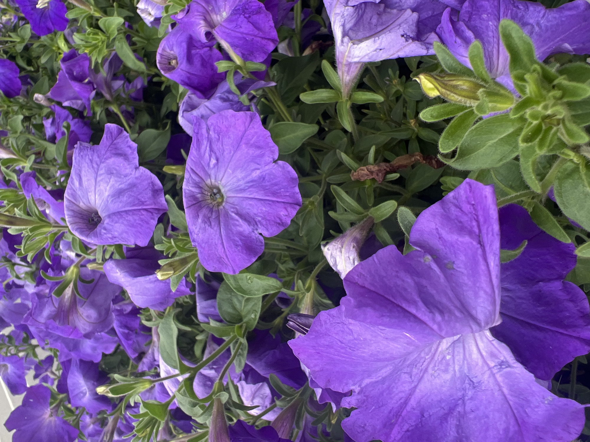 Close-up garden flower series spanning purples, reds, pinks, and whites