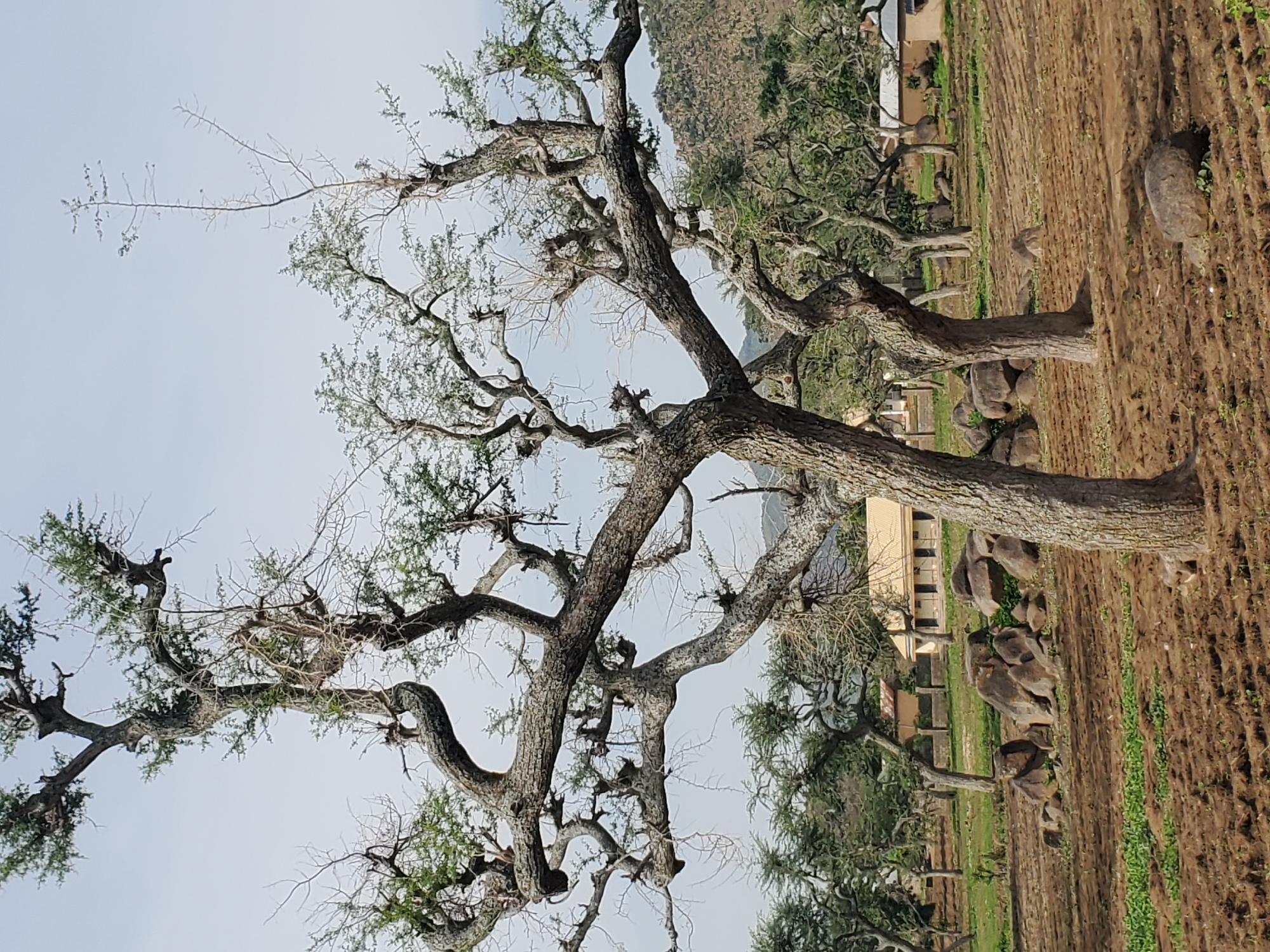 Rural village morning: people, vehicles, animals, and infrastructure