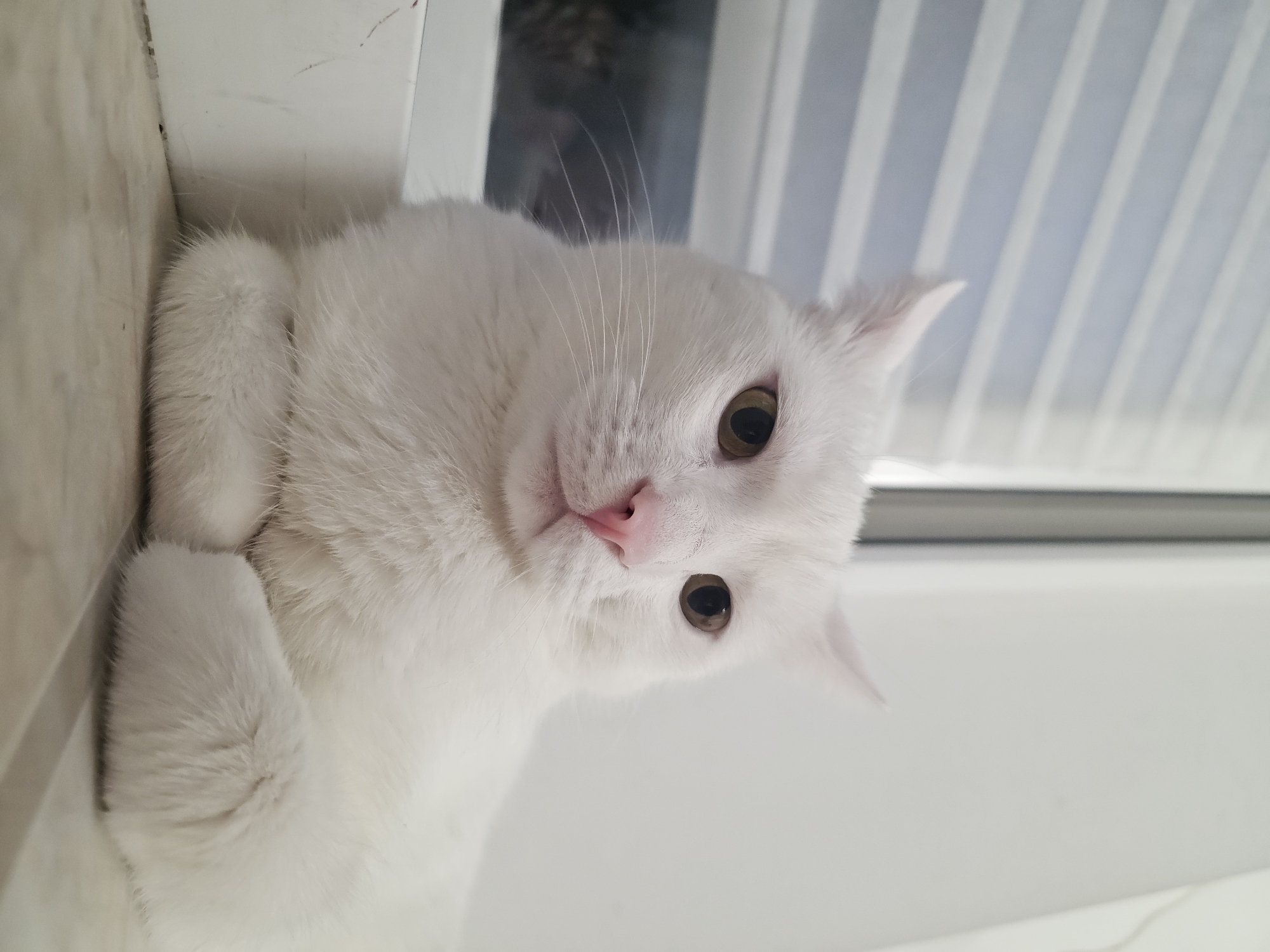 White cat: naps, pets, and playtime at home