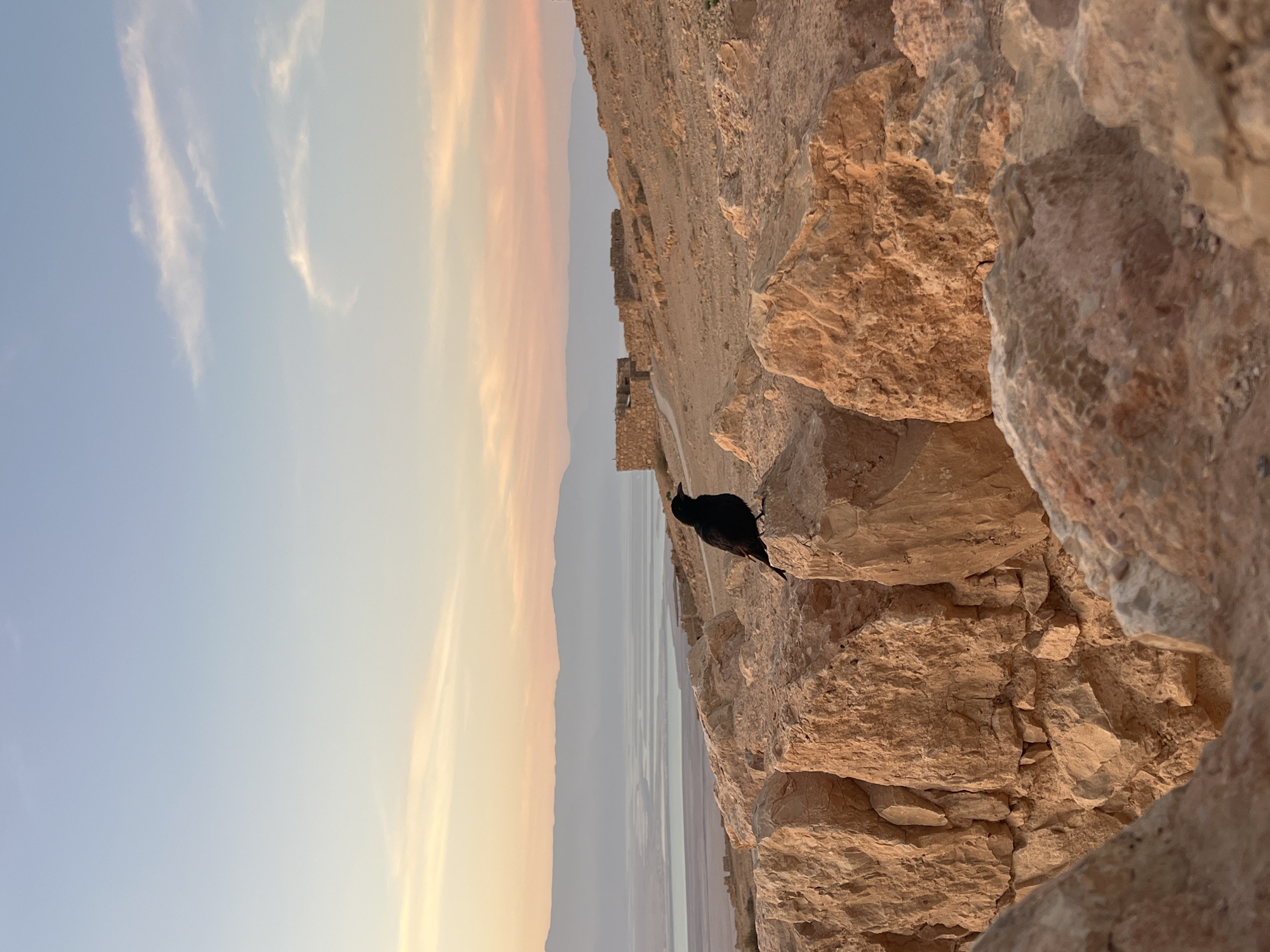 Tristram's starling spotted at Masada overlooking Dead Sea