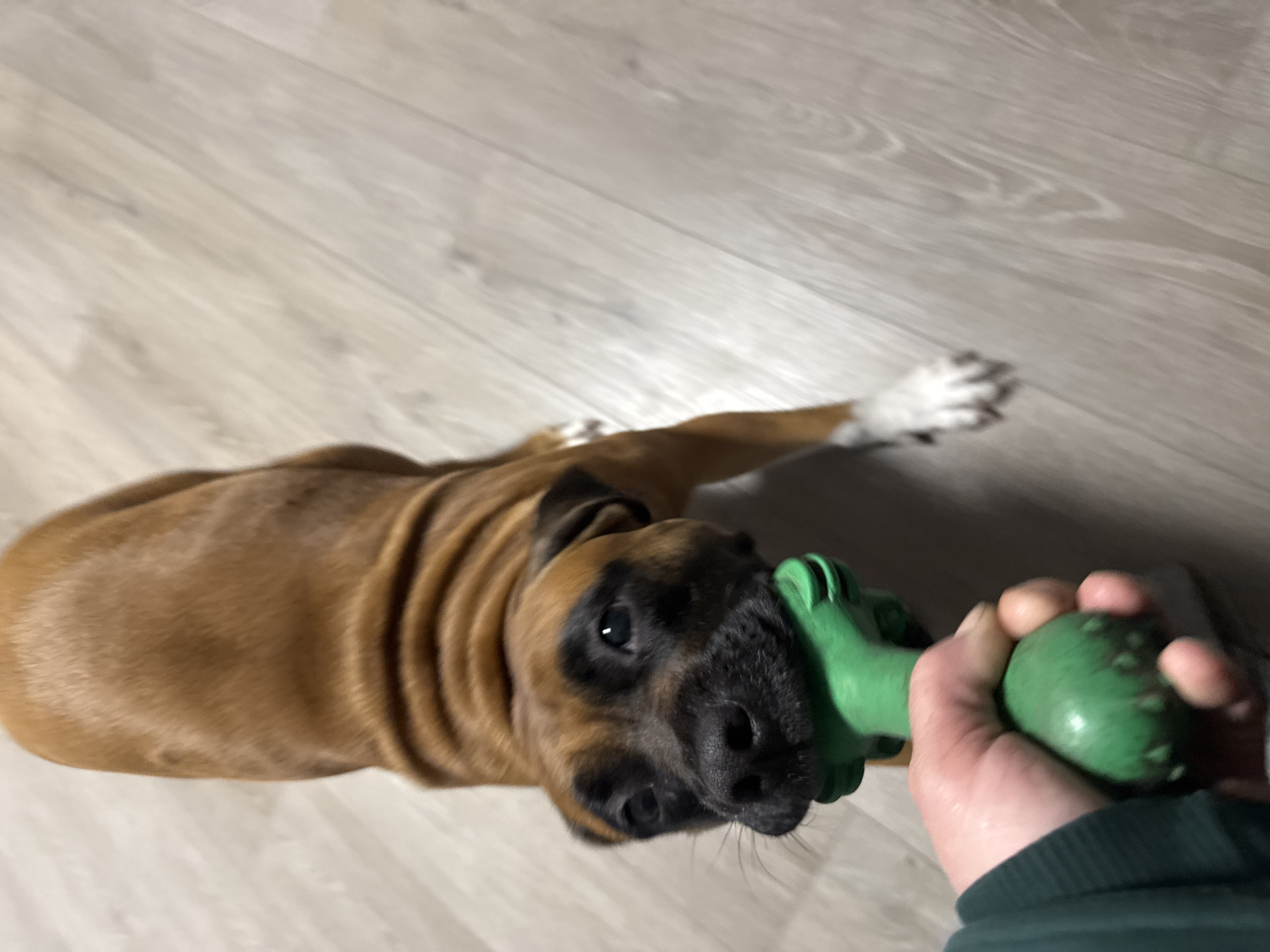 Boxer dog and spring daffodils captured in Chaikovsky, Russia
