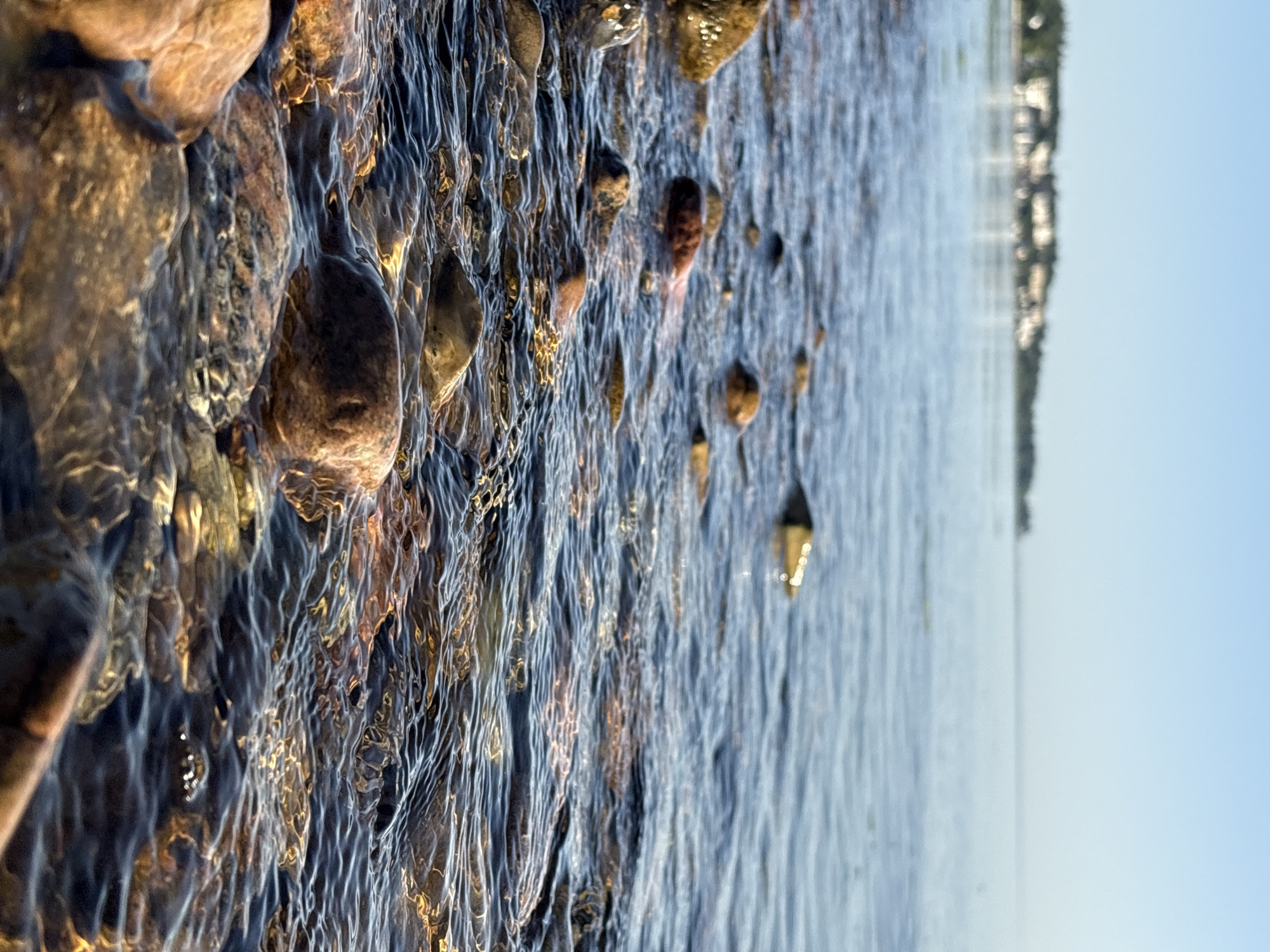 Shoreline details and wildflowers along the Danish Øresund coast