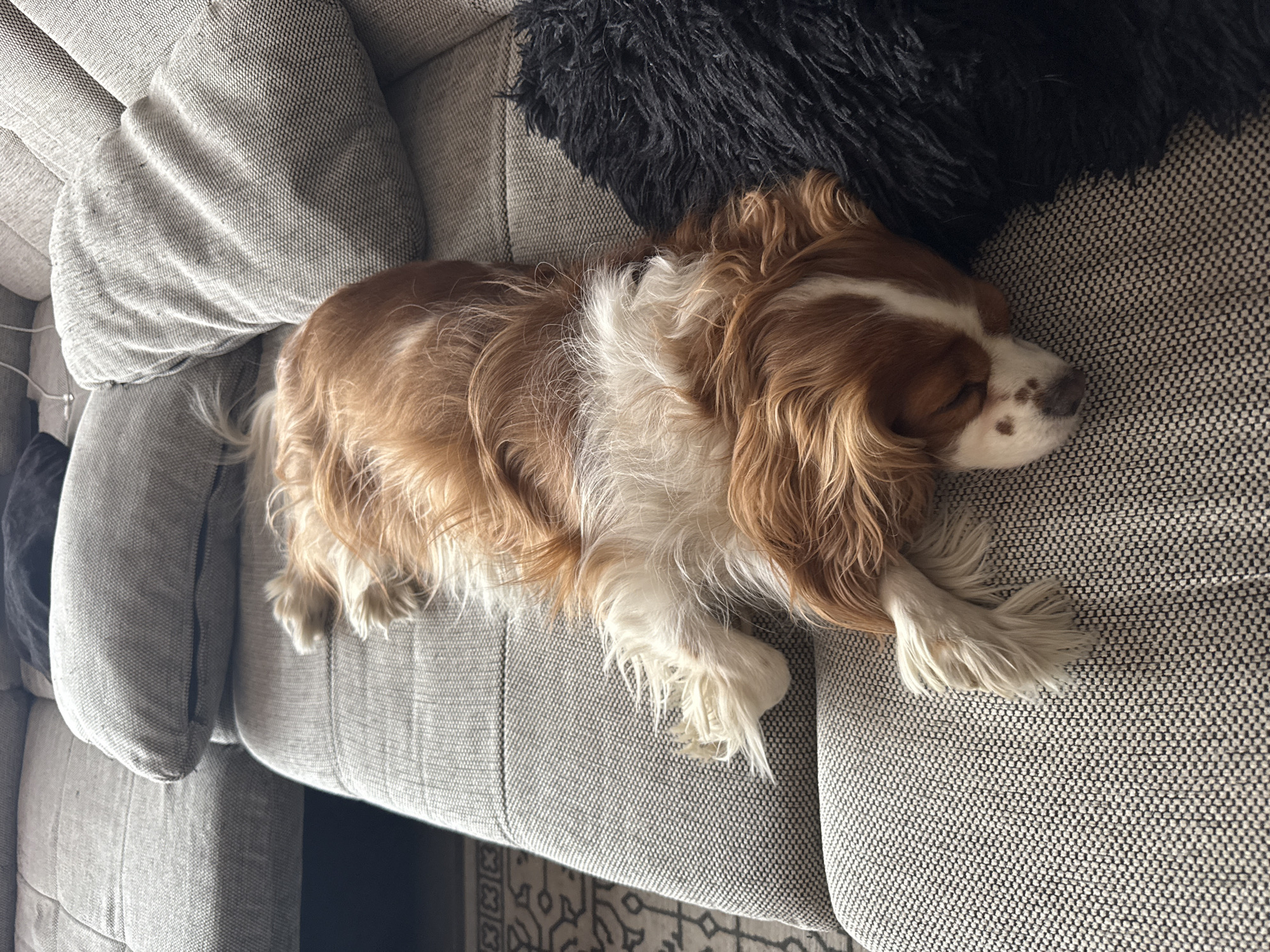 Cavalier King Charles Spaniel enjoys quiet morning moments in Sofia