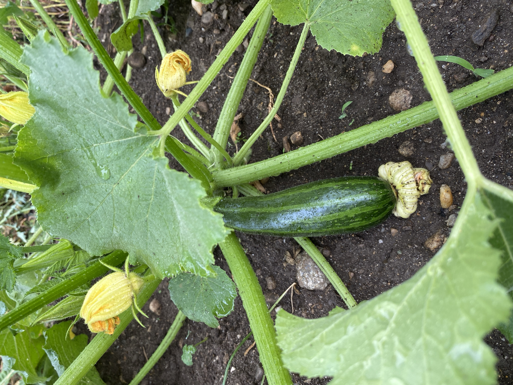 Summer garden check-in from Milvignes, Switzerland